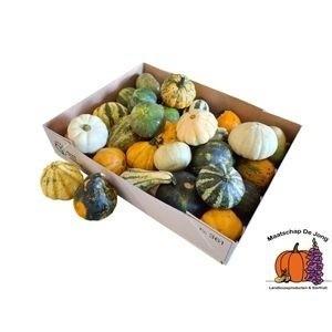 . Cucurbita Maya Mix