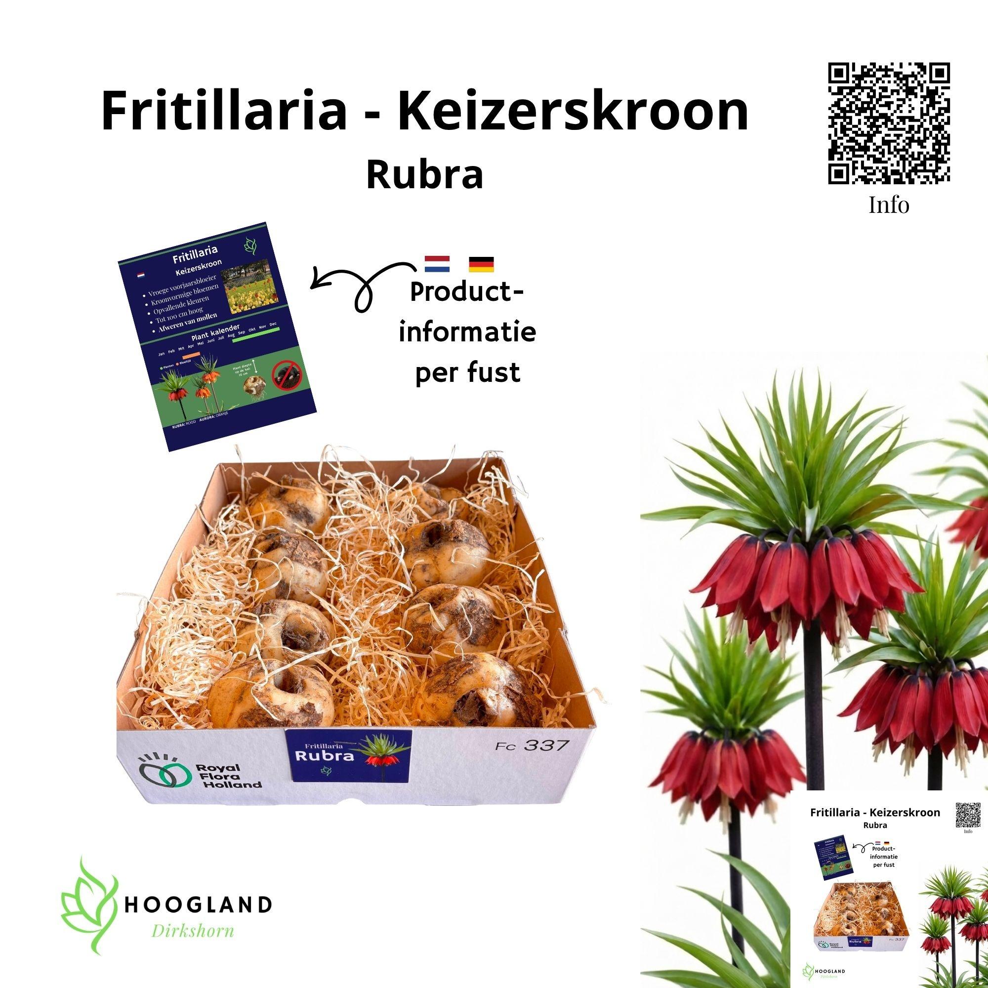 Fritillaria Bol Rubra