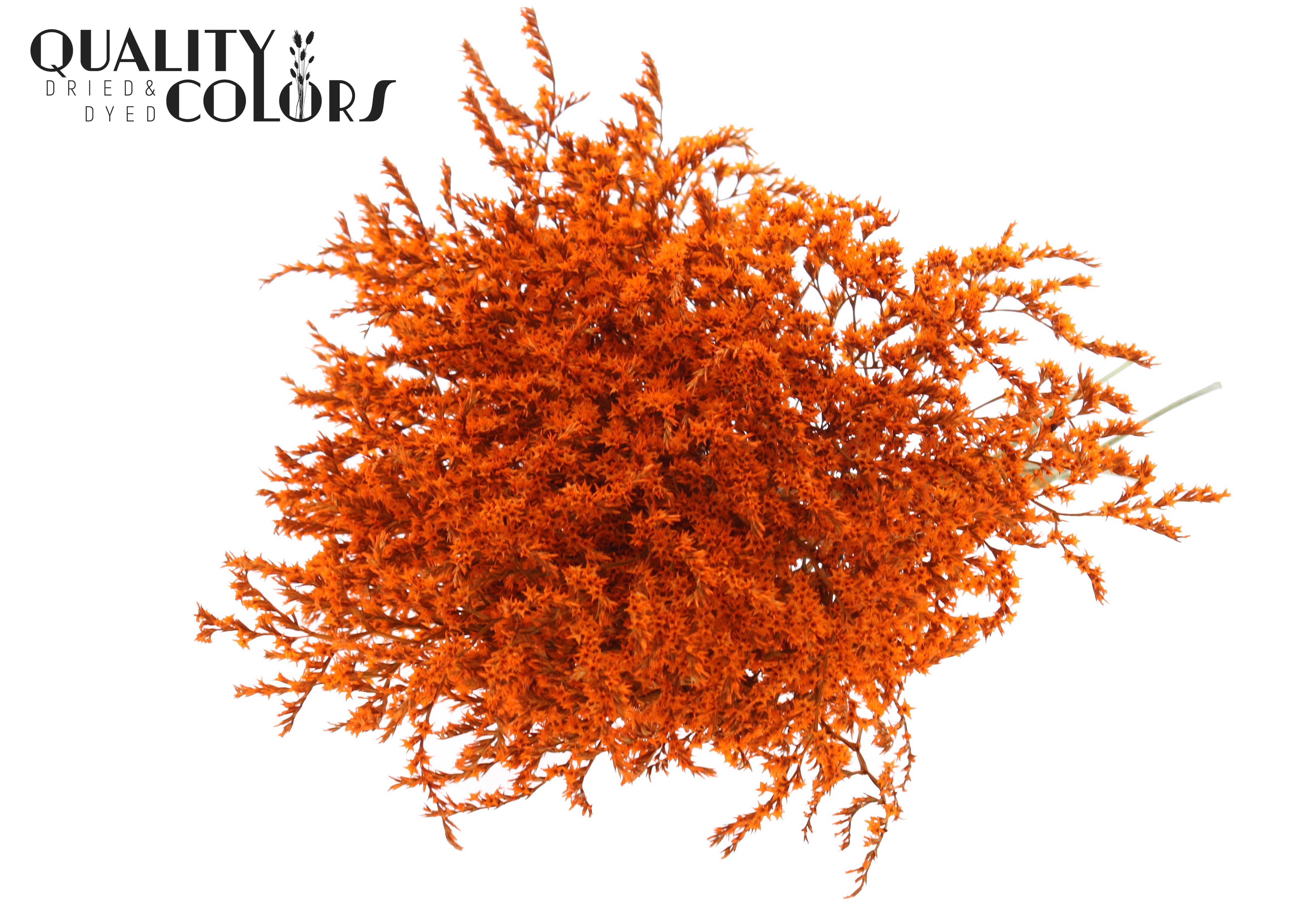 Limonium Tataricum Orange Per Bunch 30cm 45gr.