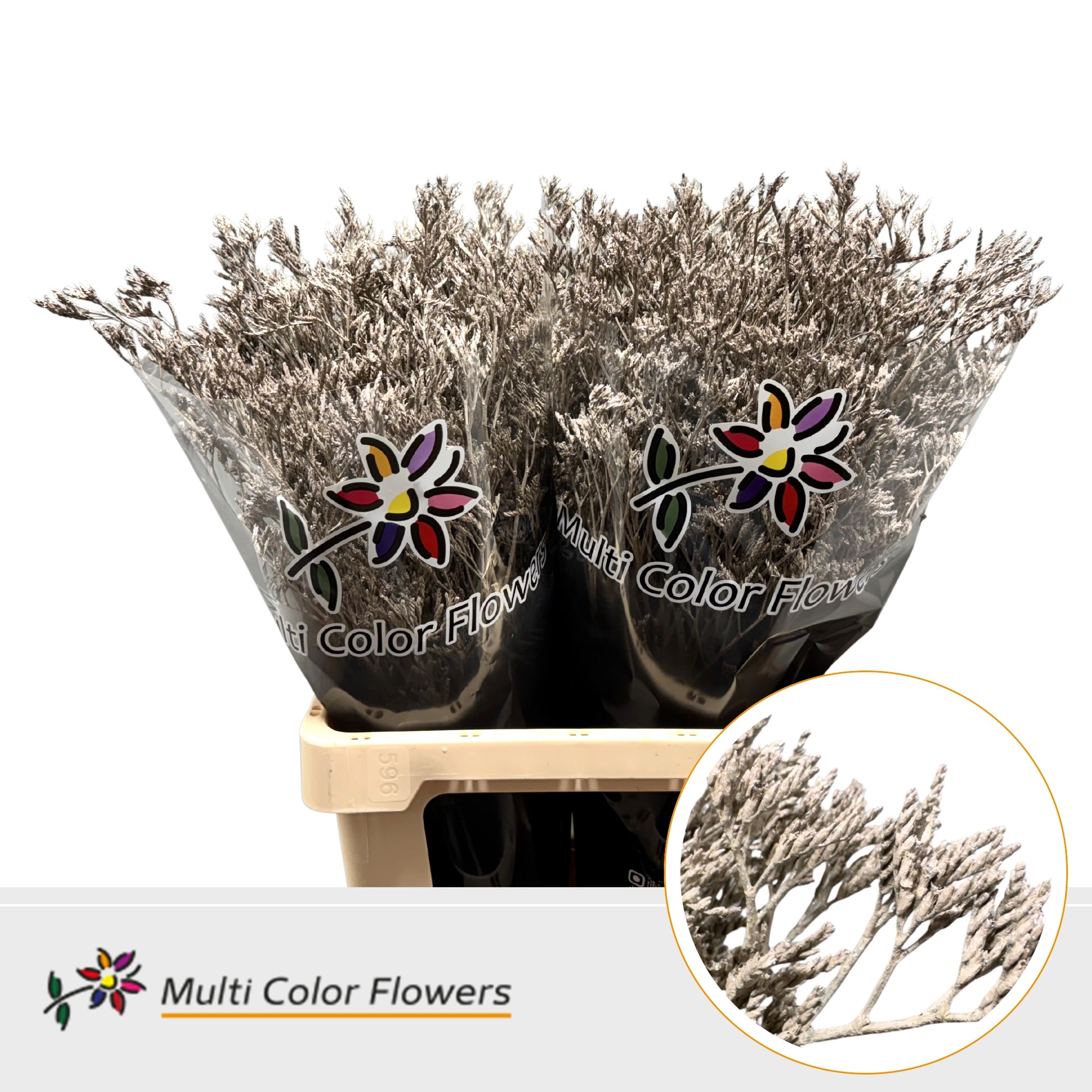 Limonium Metallic Beige
