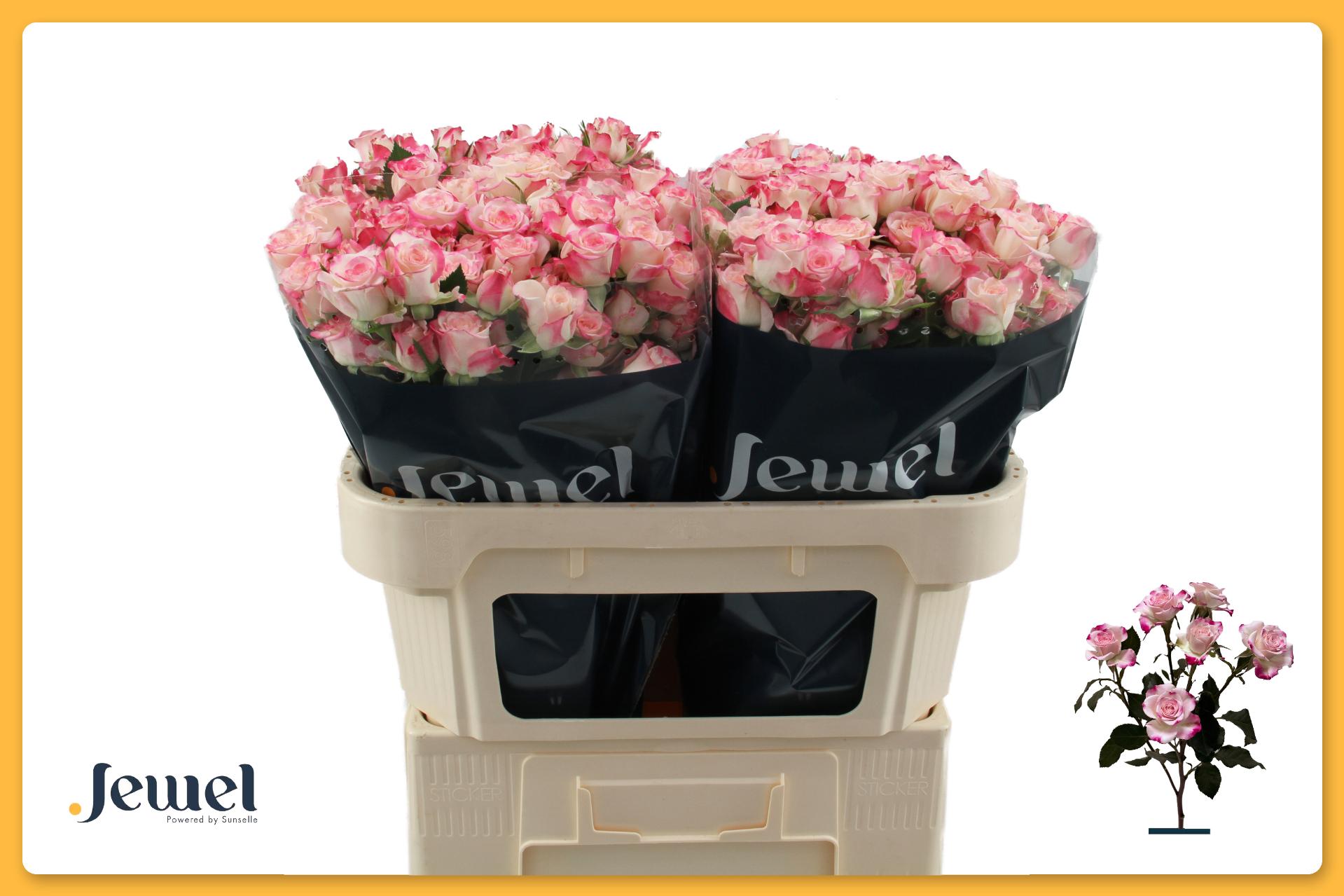 Rosa Spr Reflex 70cm