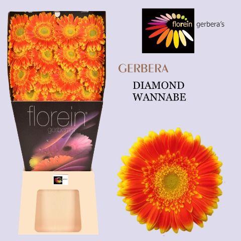 Ge Gr Wannabe Diamond 45