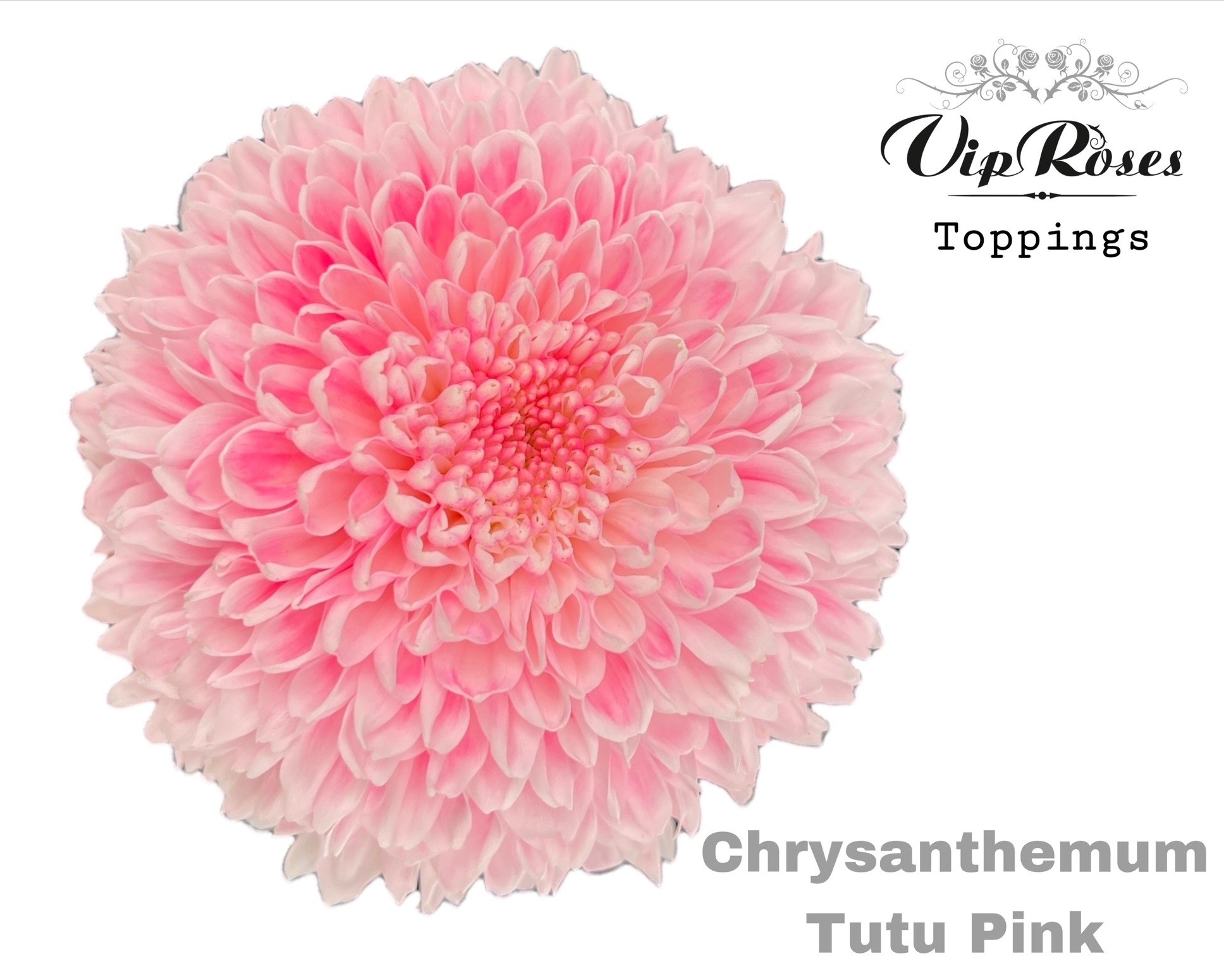 Chr G Tutu Pink 70 cm