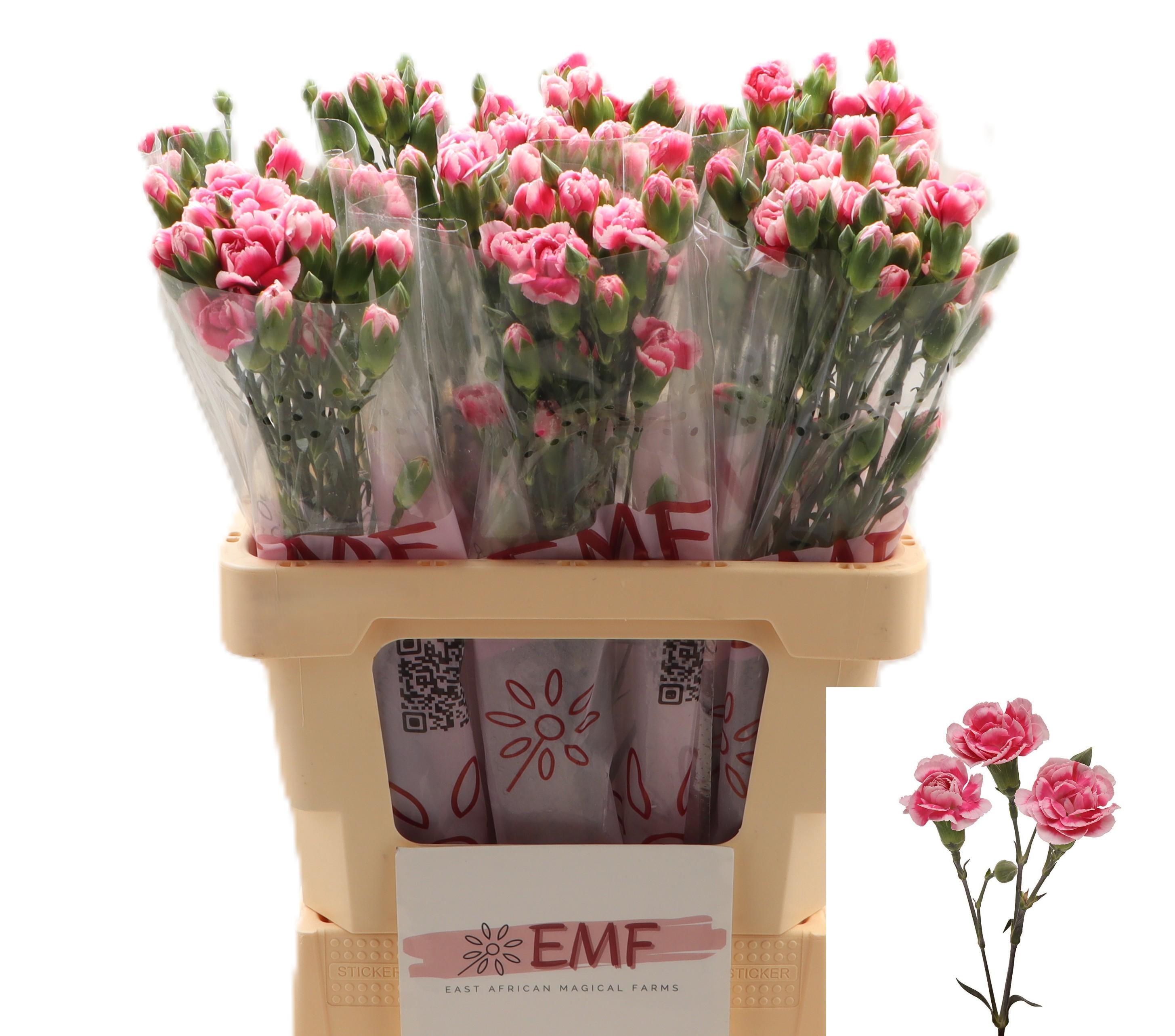 Di Tr Cosmocherry 60cm