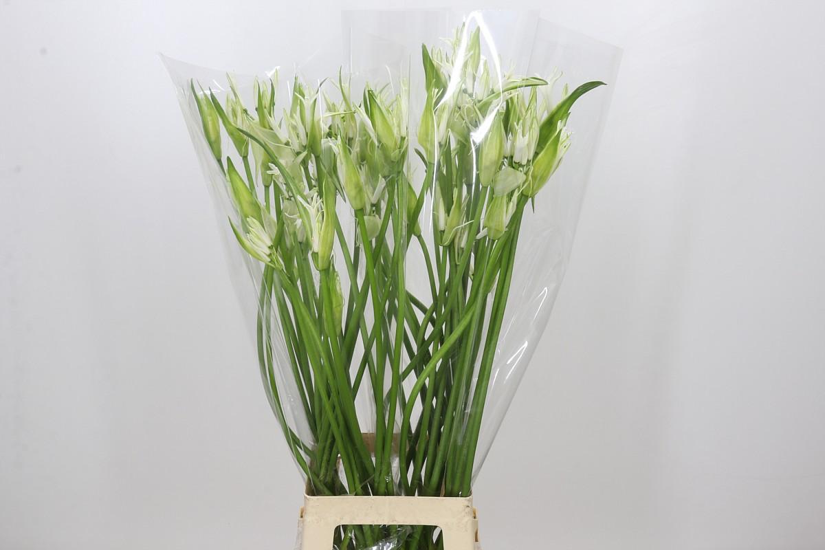 Nerine Like A Virgin Artistiek