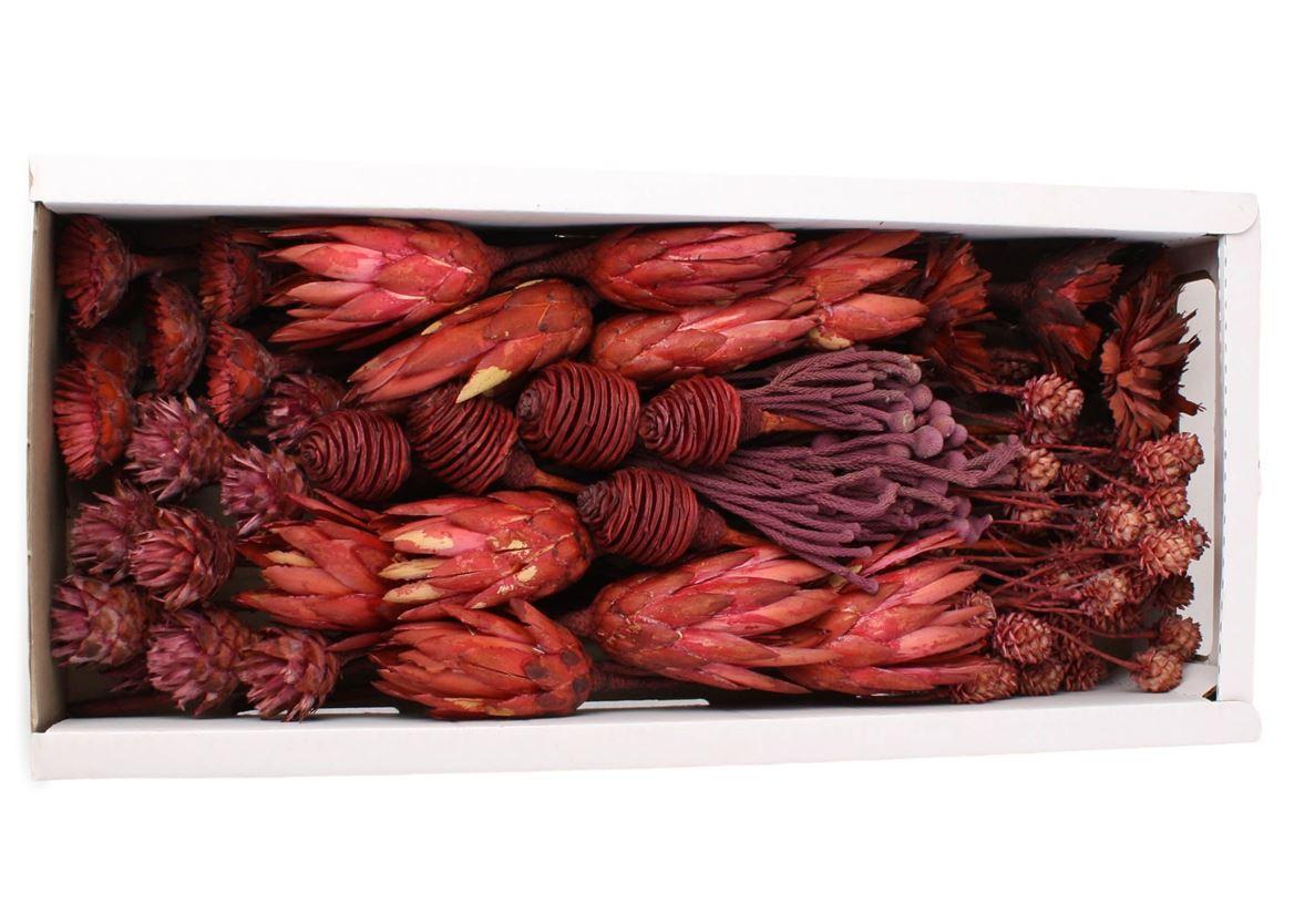 Exotic Assorti Erika ( 70 St )