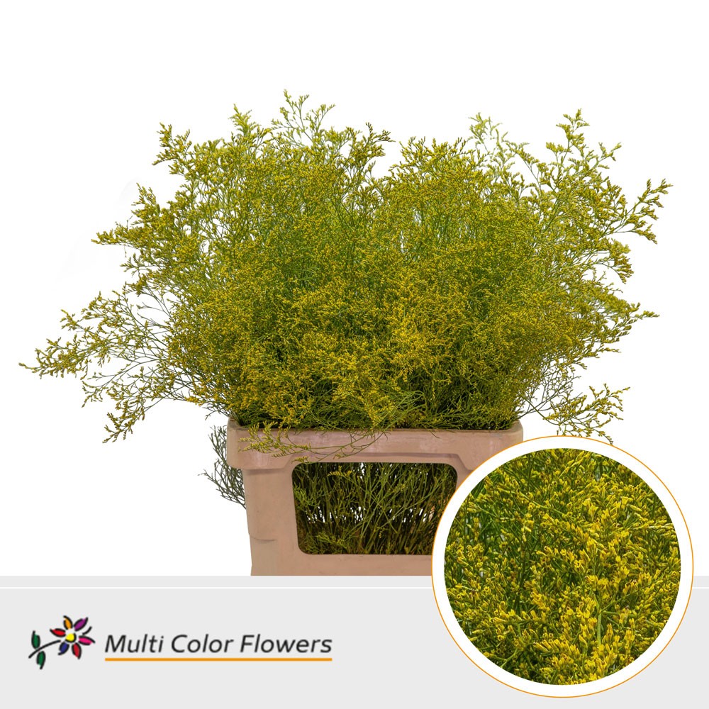 Limonium Beltlaard Geel