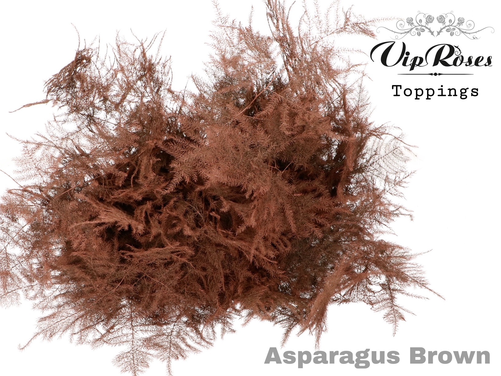 Asparagus Painted 60cm