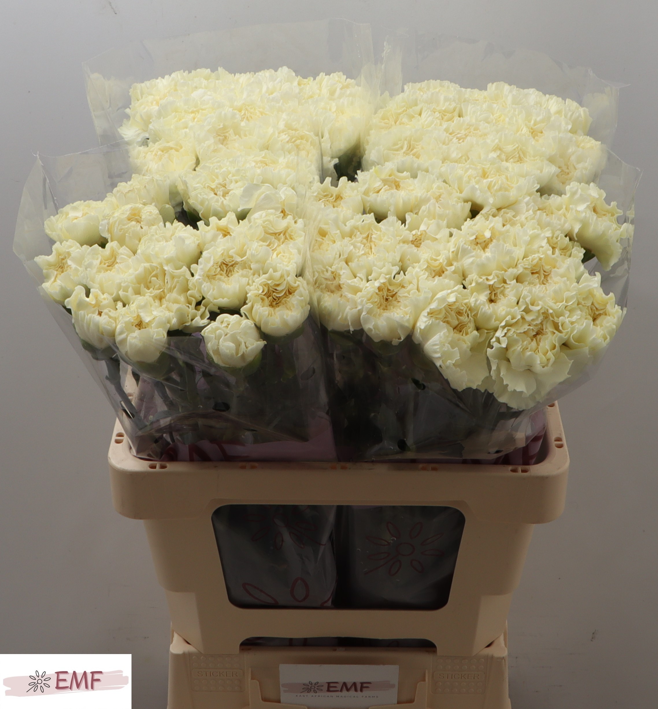 Dianthus Single Diletta Crema 60cm