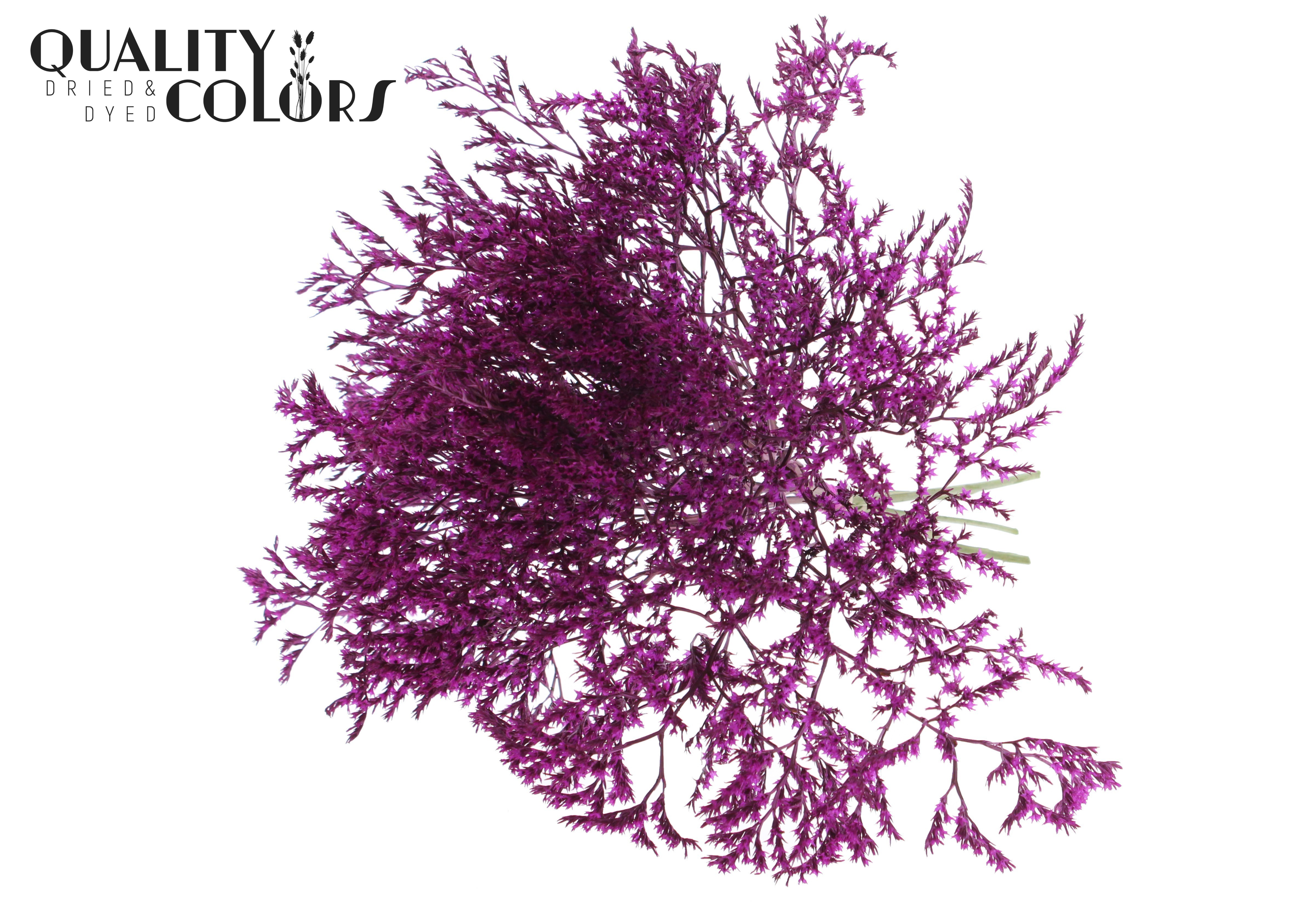 Limonium Tataricum Lilac Per Bunch 30cm 45gr.