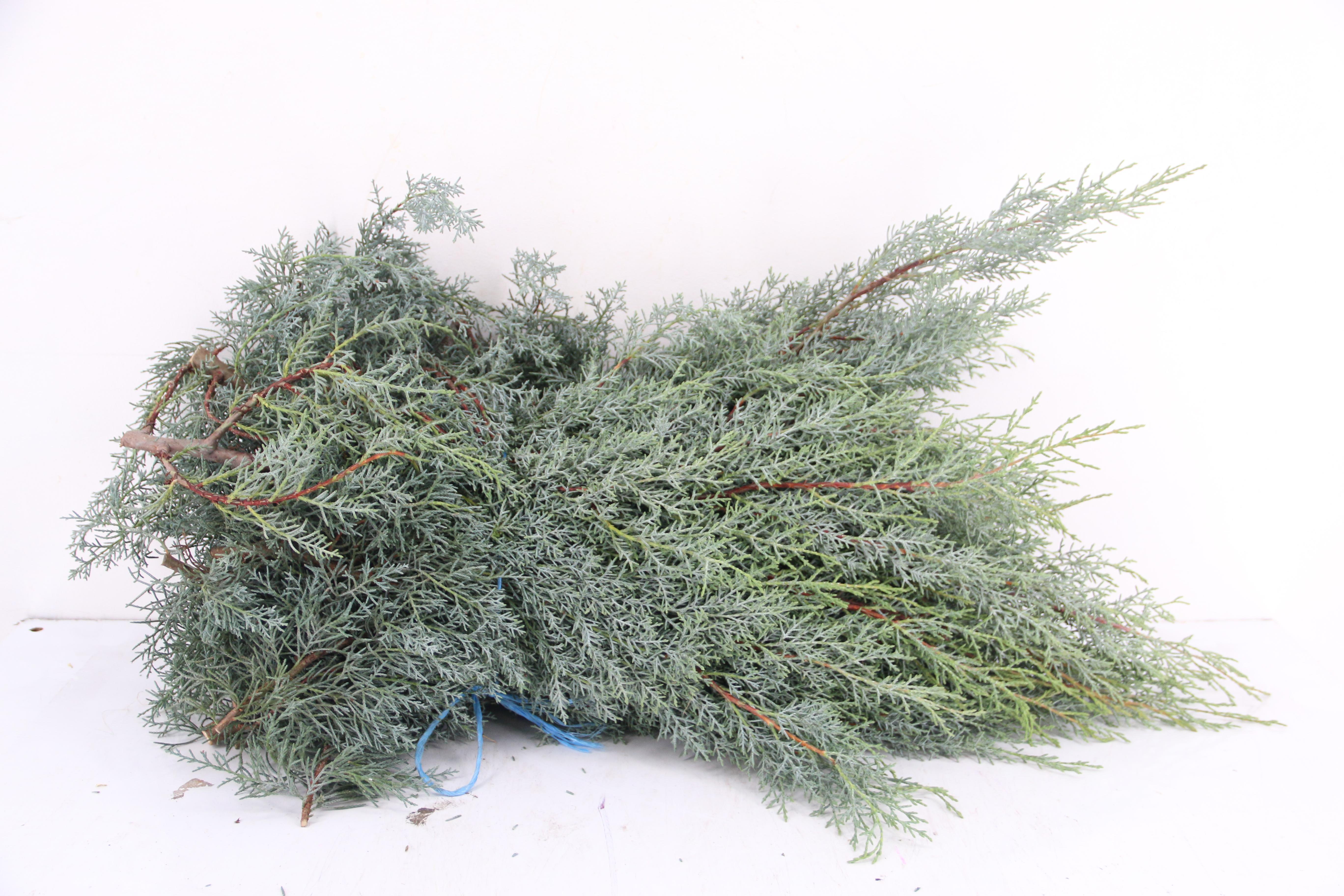 Cupressus Arizonica Glauca Per Bunch 60cm