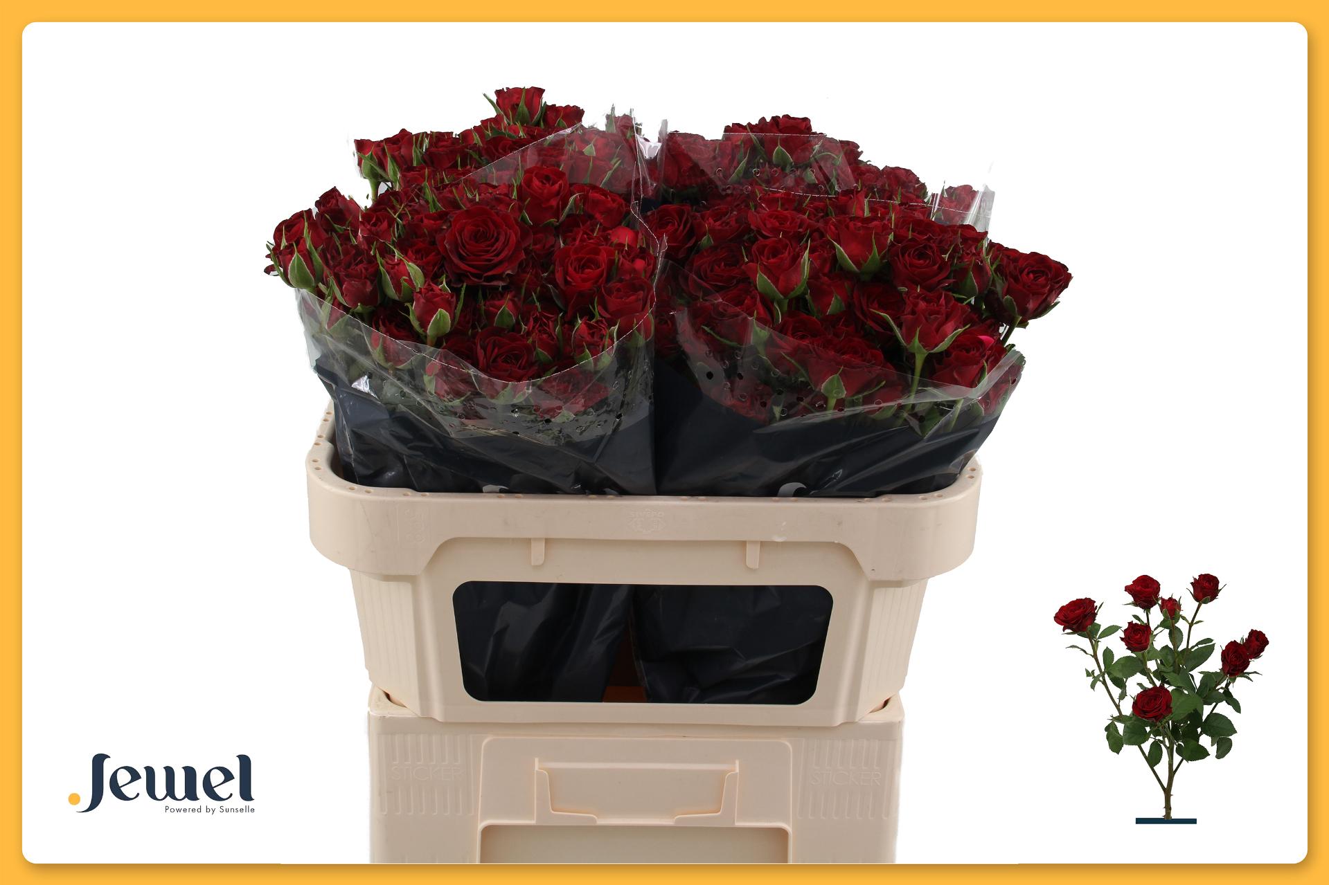 Rosa Spr Caradonna 70cm