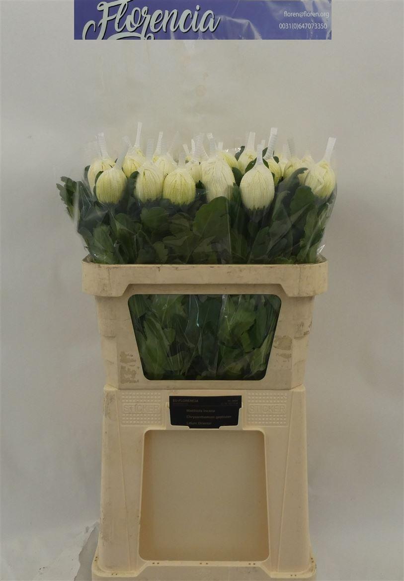 Chr G Vienna White
