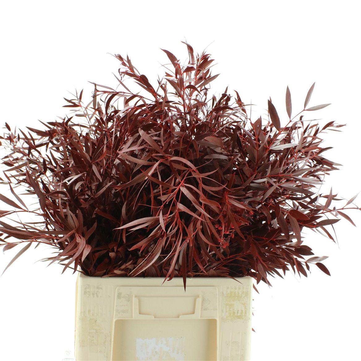 Euca Klb Nicolii Red