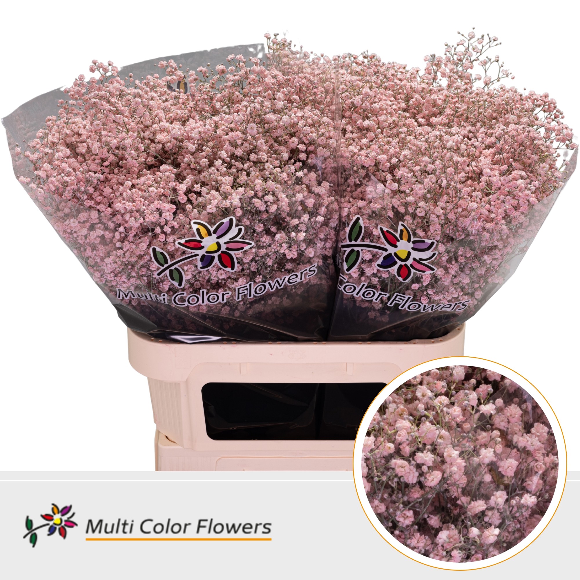 Gypsophila Painted Xlence Light Pink 80cm