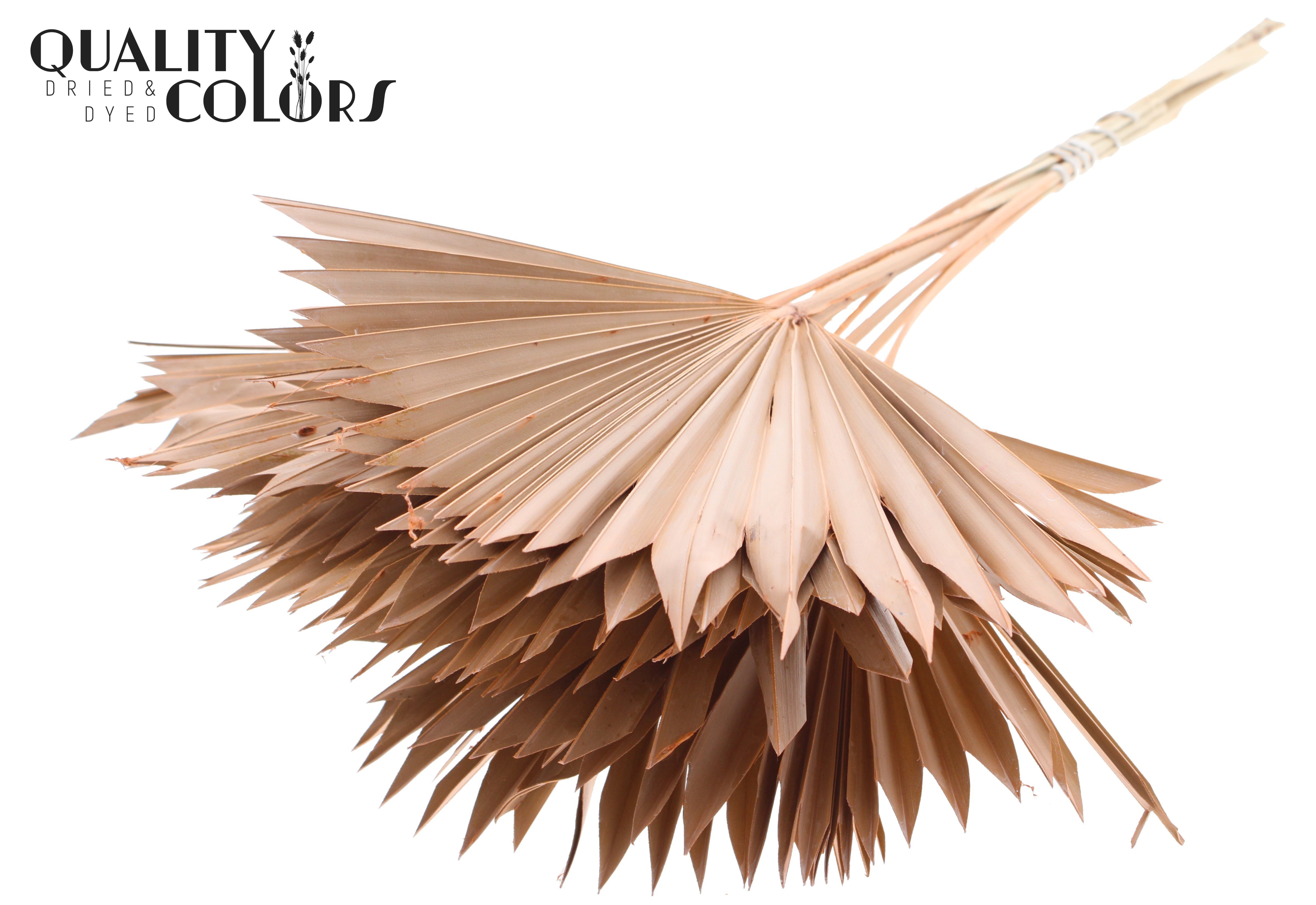 Palm Sun Frosted Salmon 50cm