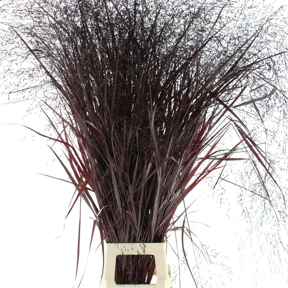 Siergras Klb Aubergine (2pack X75stems In Fust)