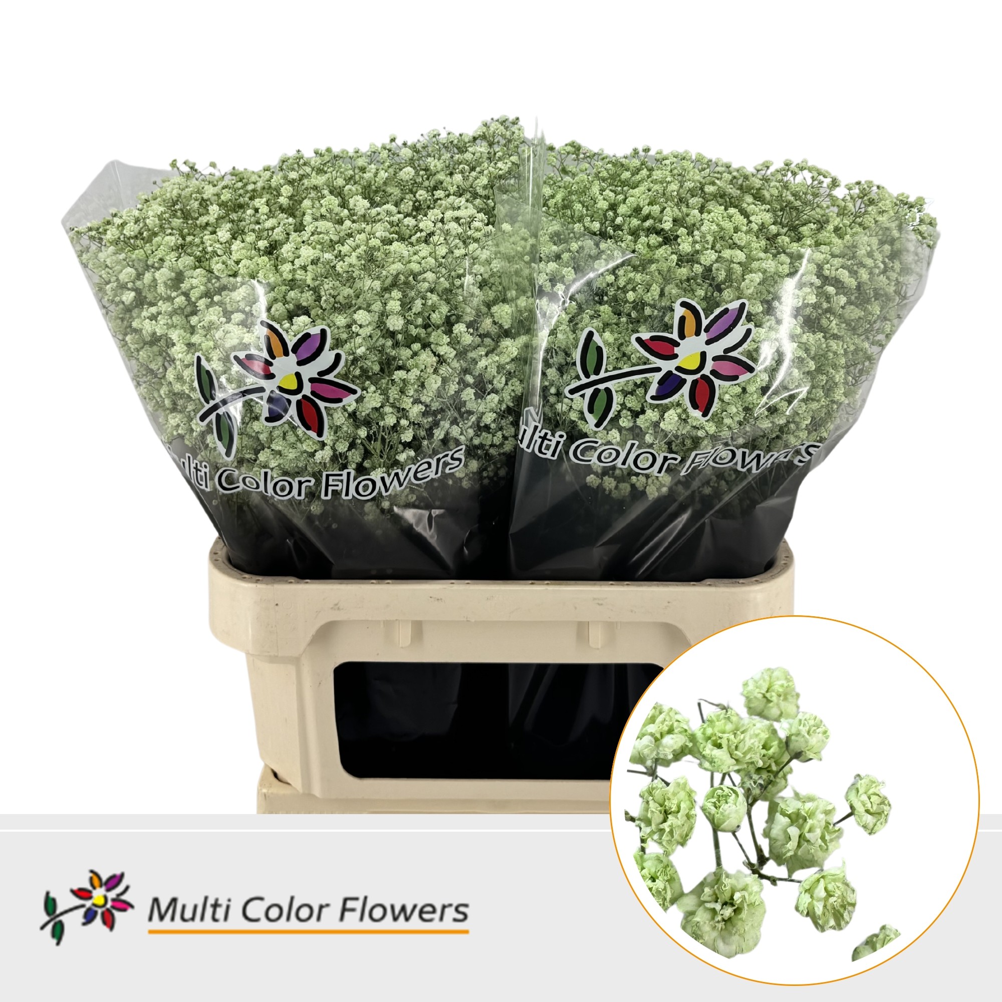 Gypsophila Painted Xlence Mint 80cm