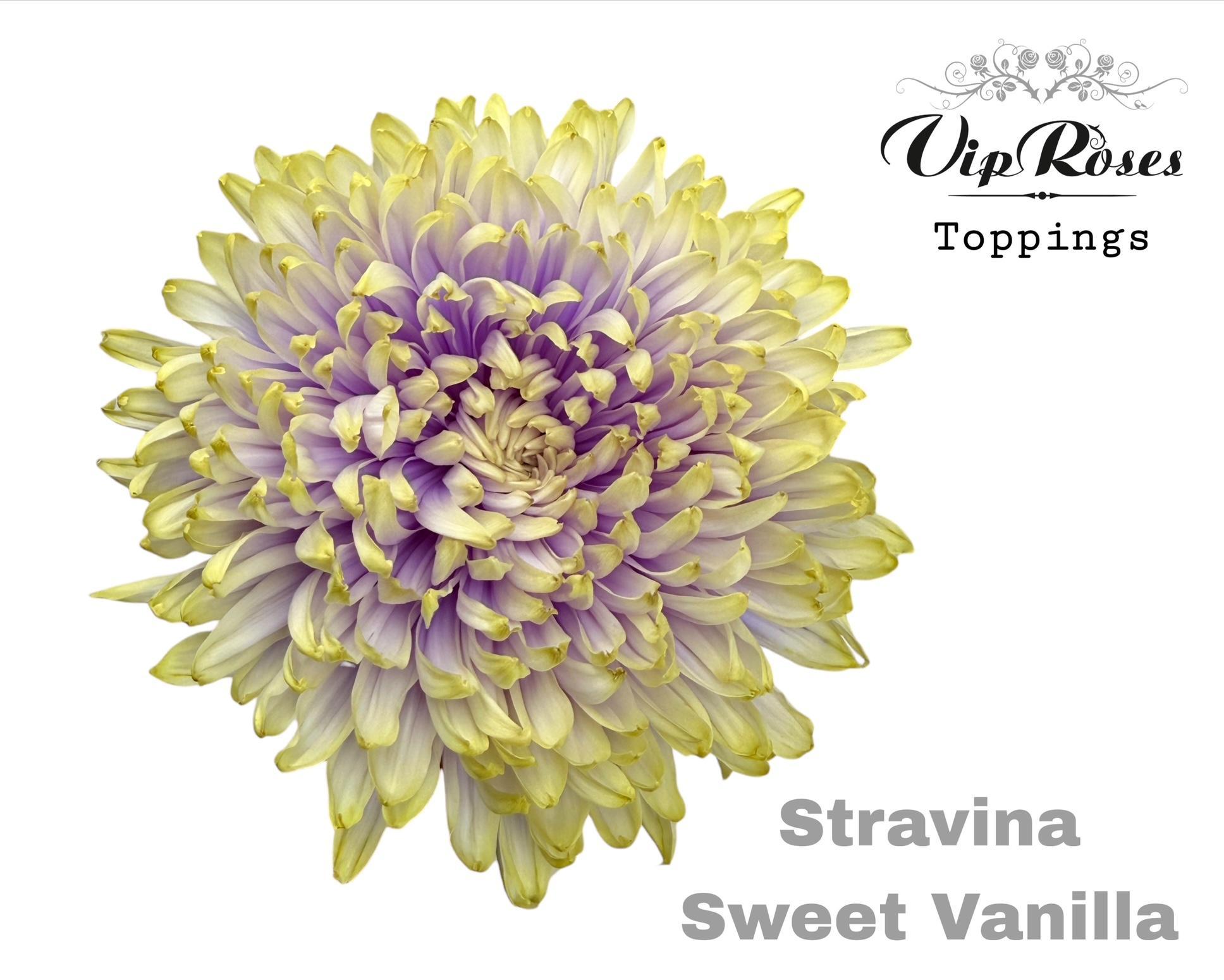 Chr G Stravina Sweet Vanilla 65 cm