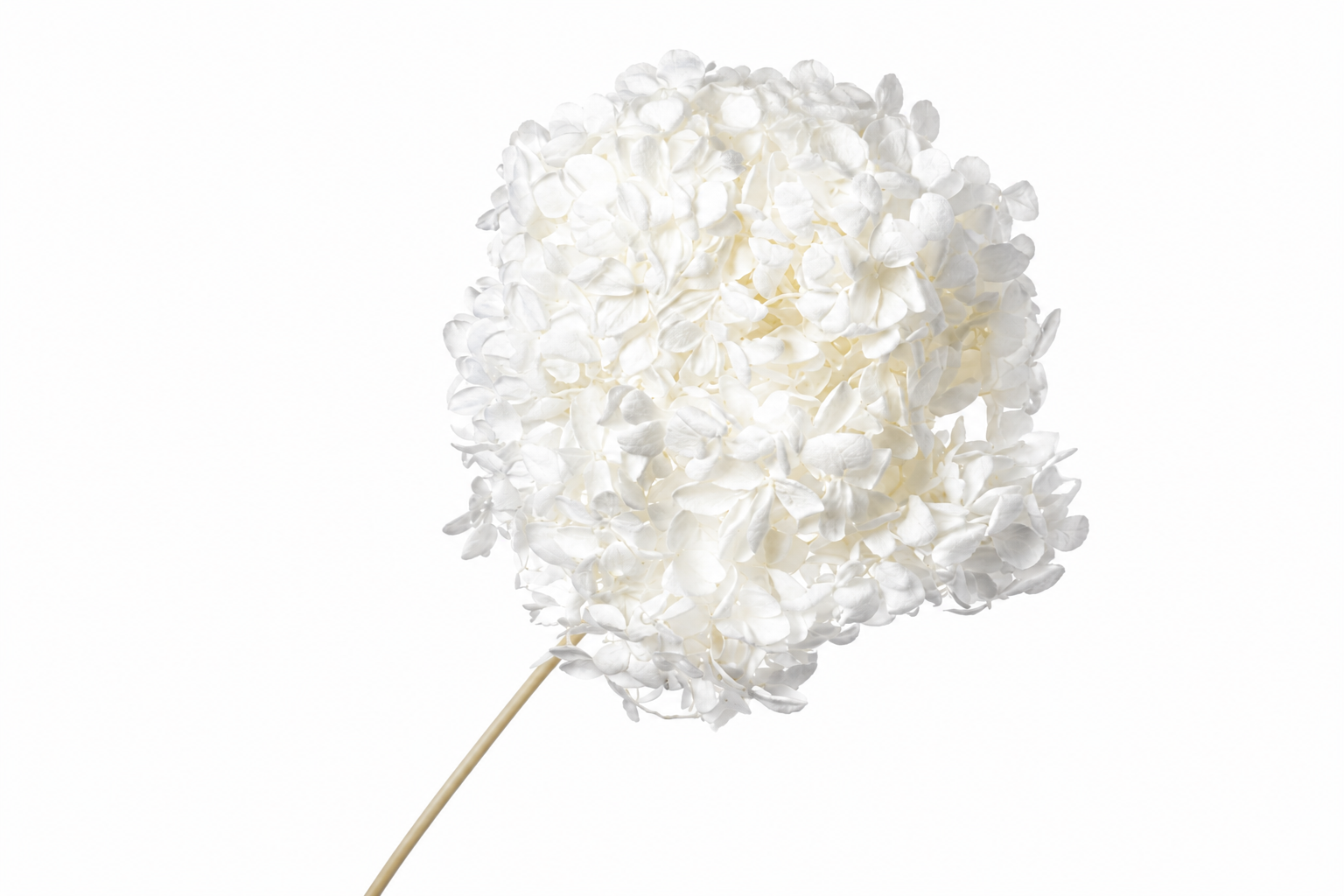 Dried Bleached Hydrangea Anna