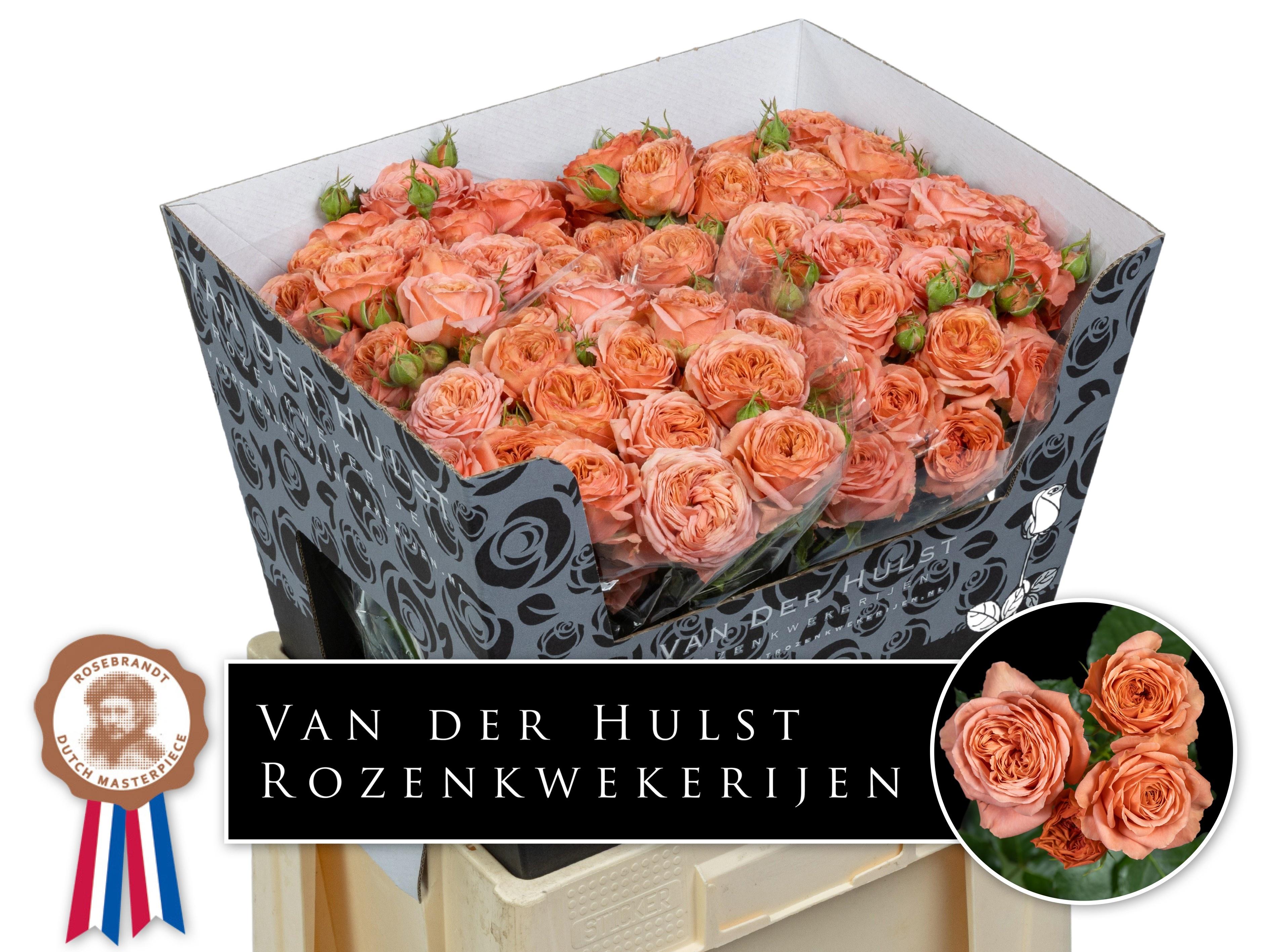 Rosa Spr Bella Trendsetter 60cm