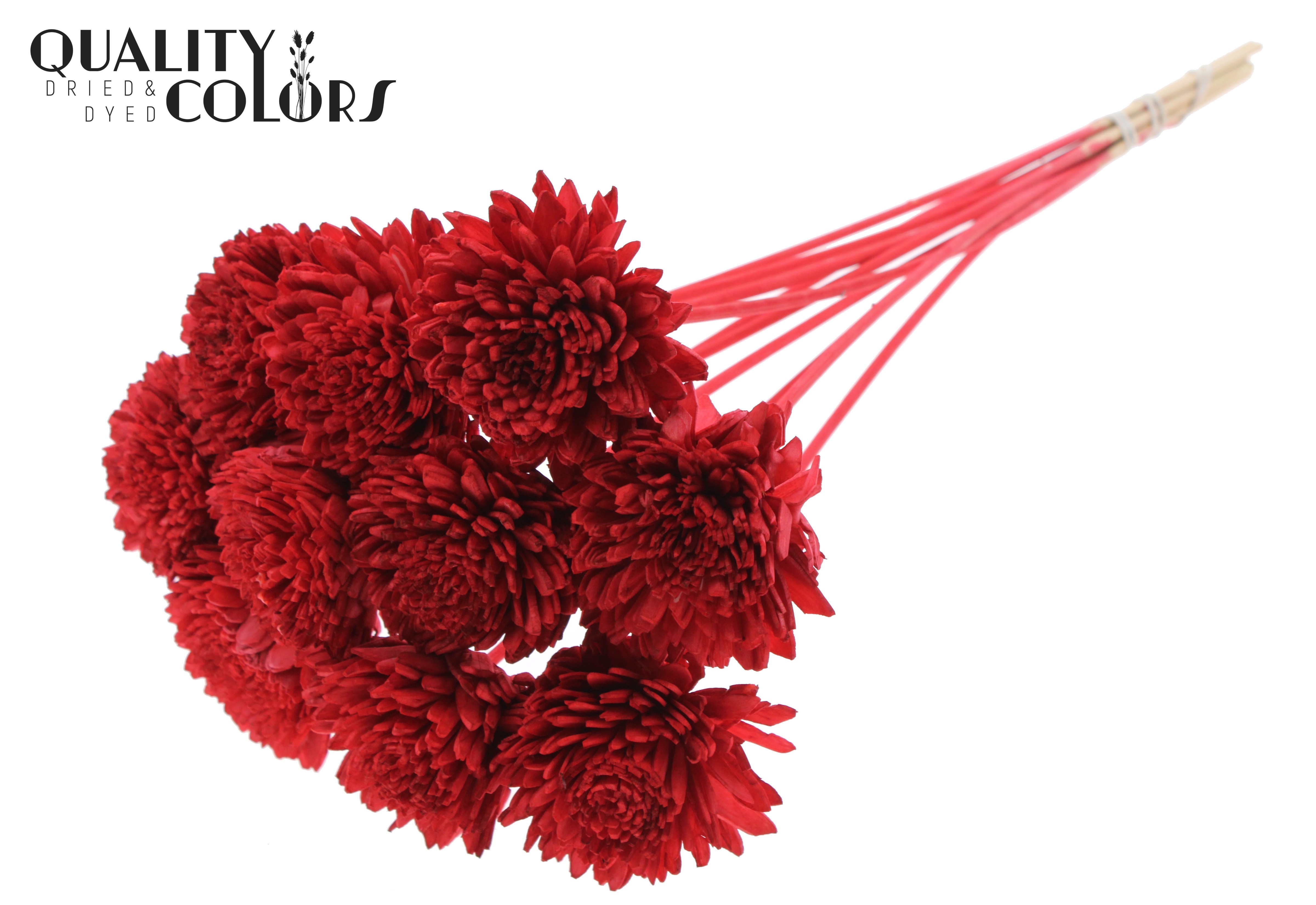 Shola Zinia Red 50cm