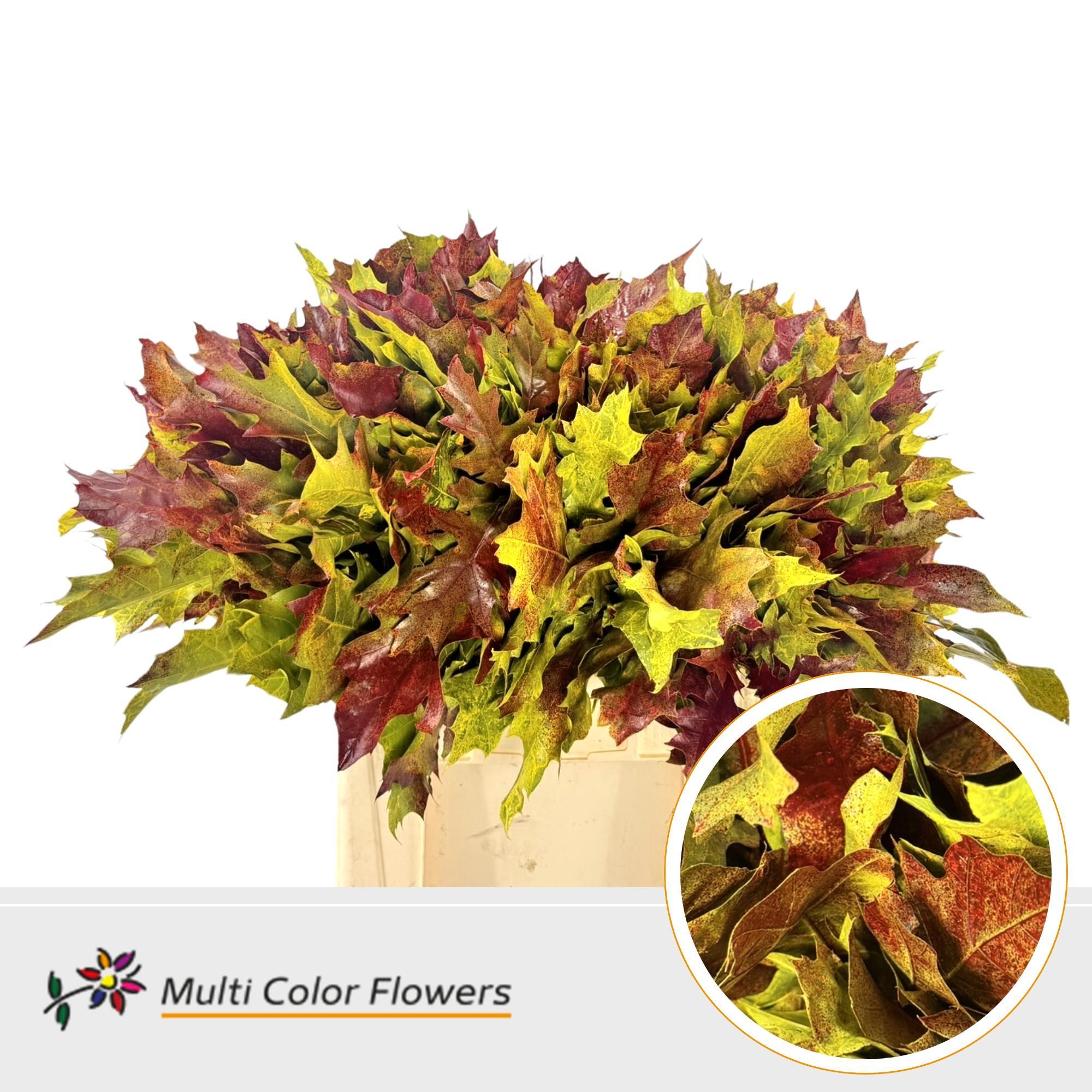 Quercus Rubra Painted Autumn Mix 60cm