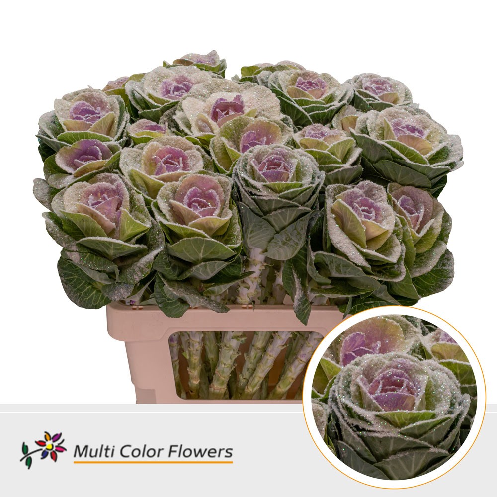 Brassica MarshM Milka
