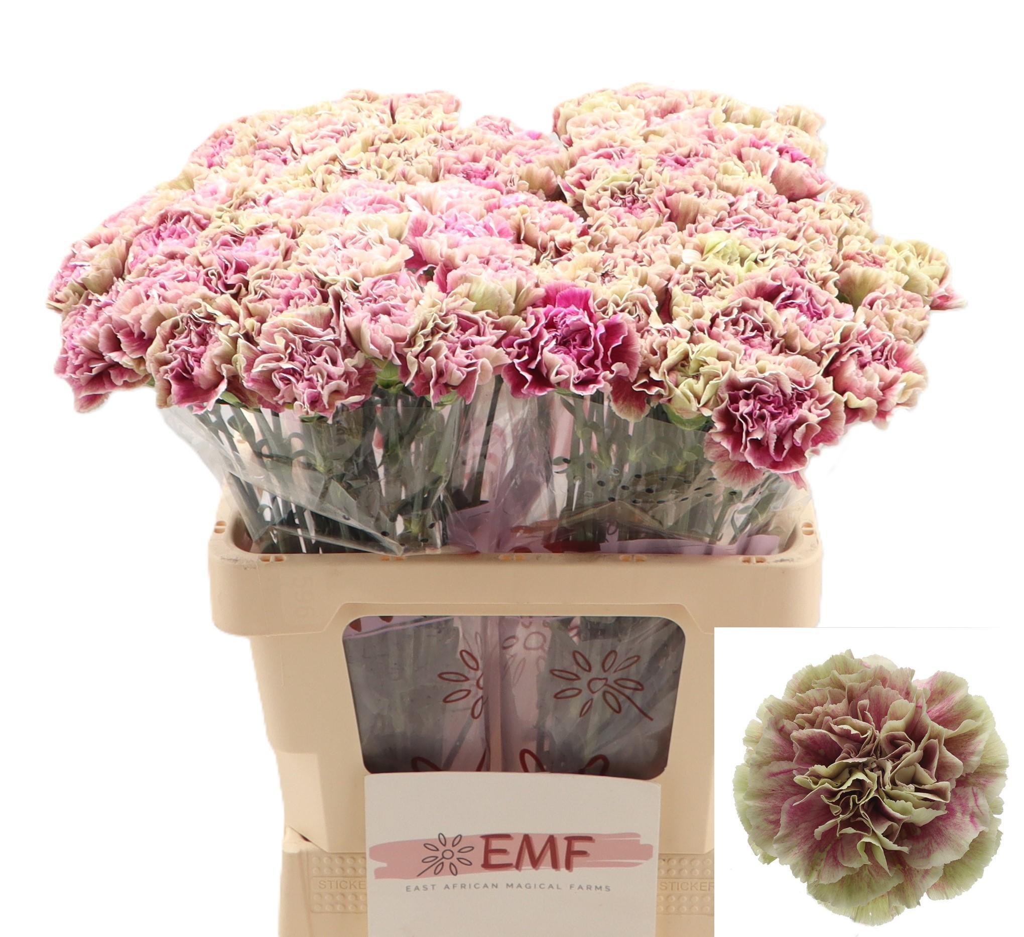 Dianthus Single Antigua 60cm