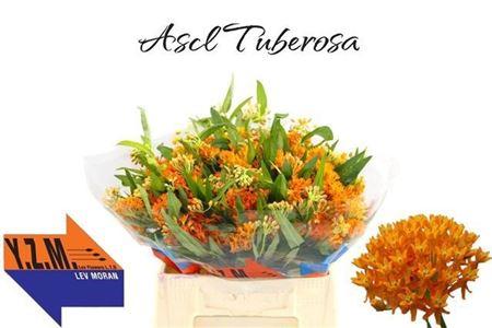 Ascl Tuberosa