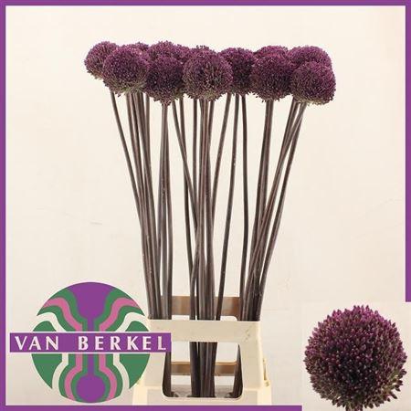 Allium Summer Drumme