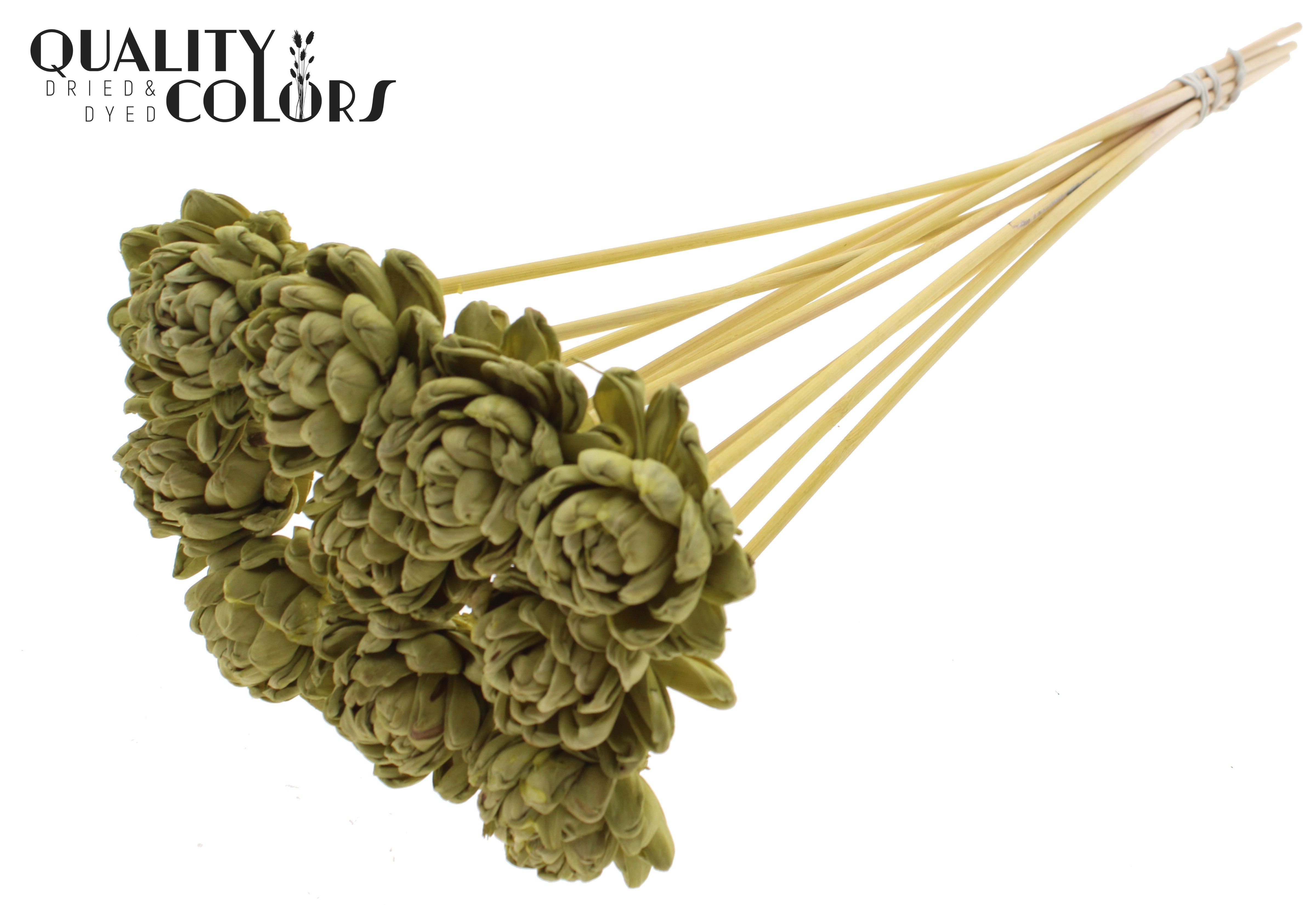 Shola Beauty Rose Olive 50cm