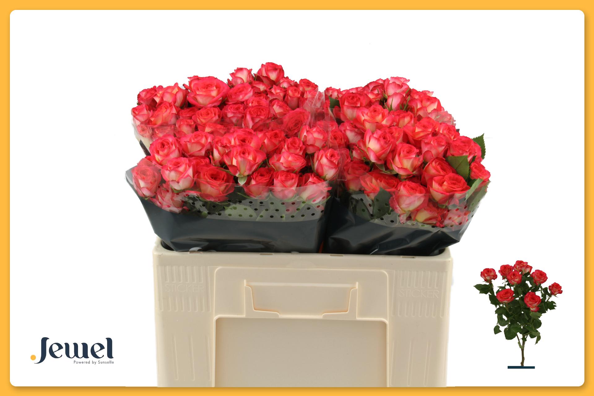 Rosa Spr Summer Dance 50cm