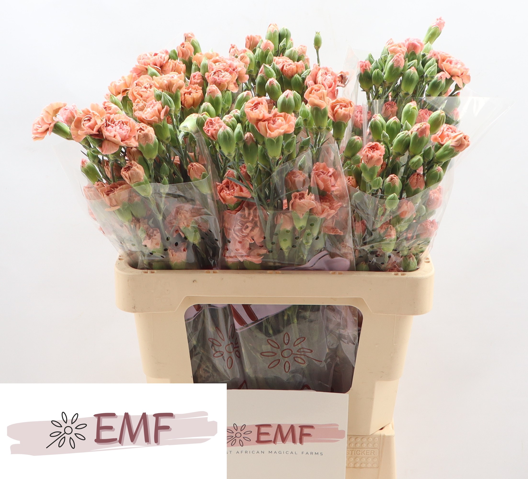 Dianthus Spray Miss Indie 65cm