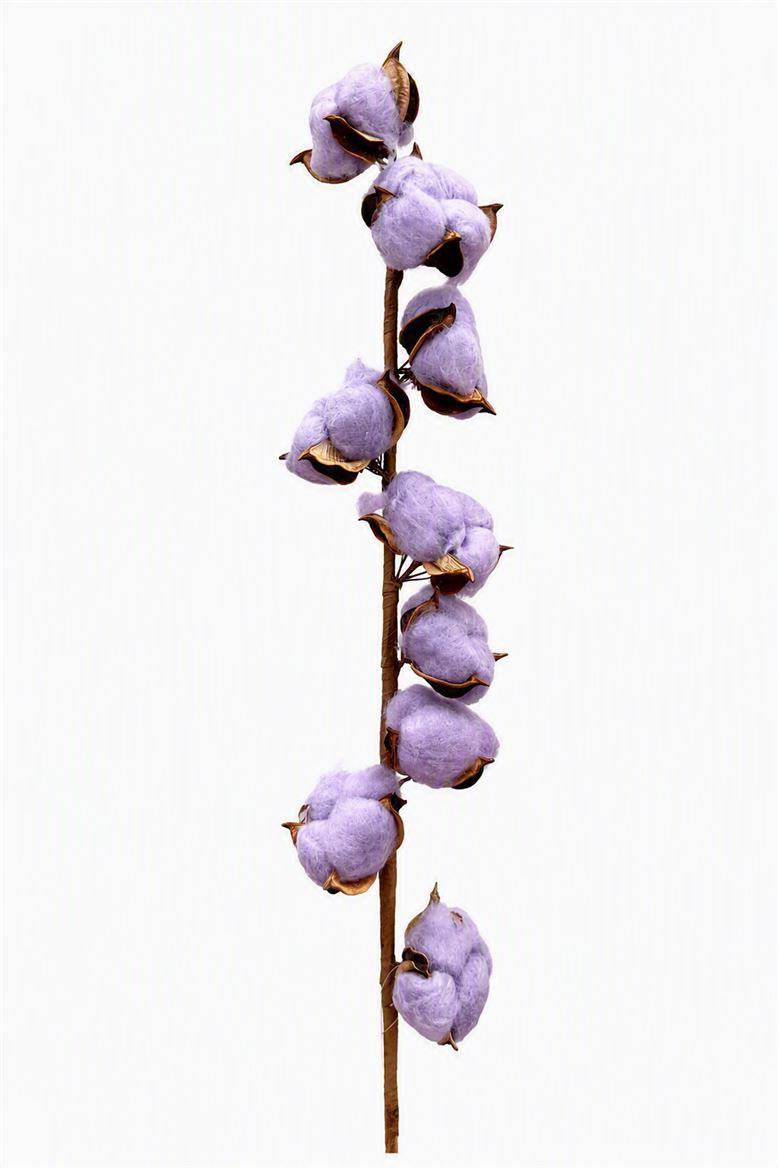 Dried Cotton Milka Stem 9 Balls