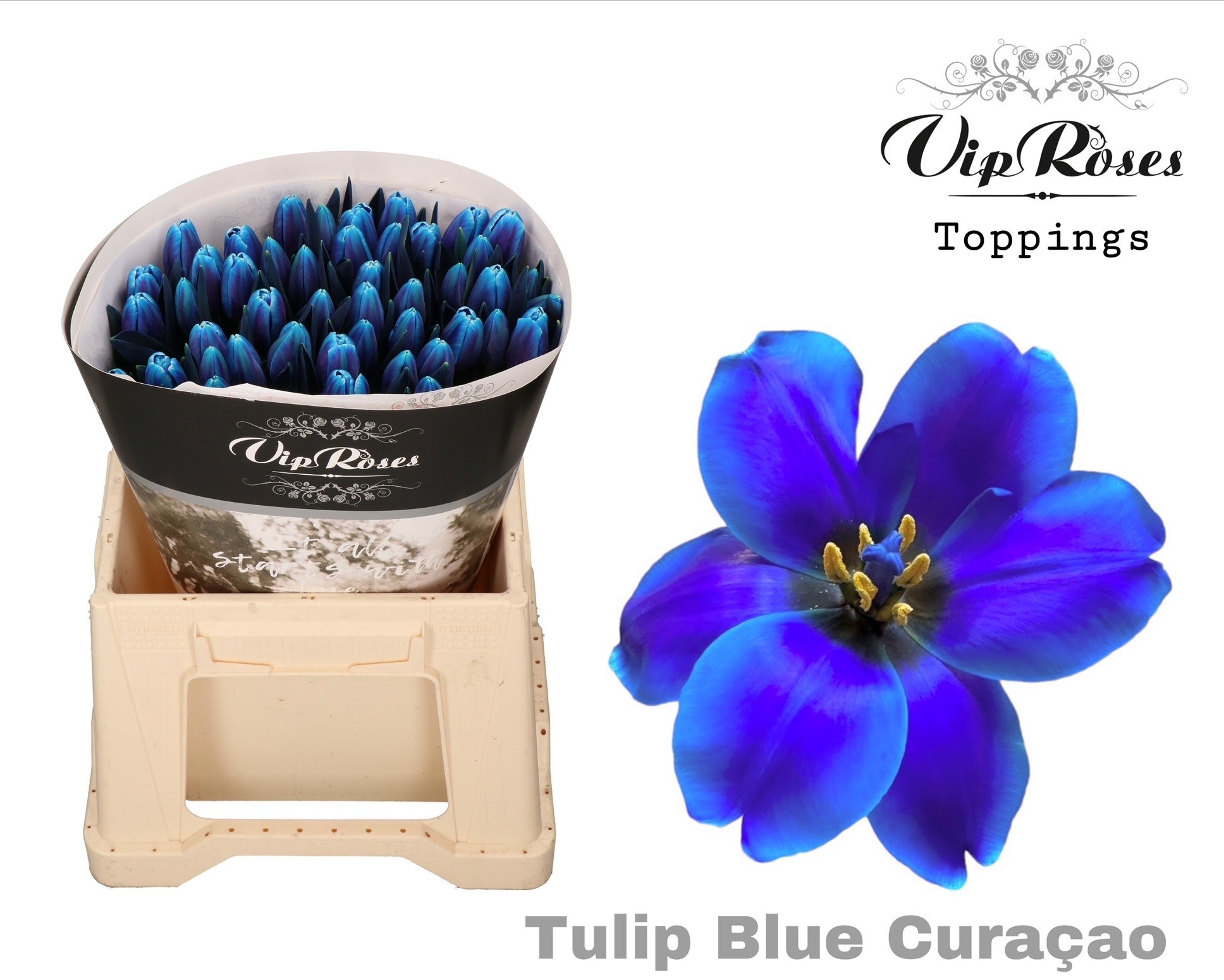 Tulipa Vip Blue Curacao 40cm 38gram