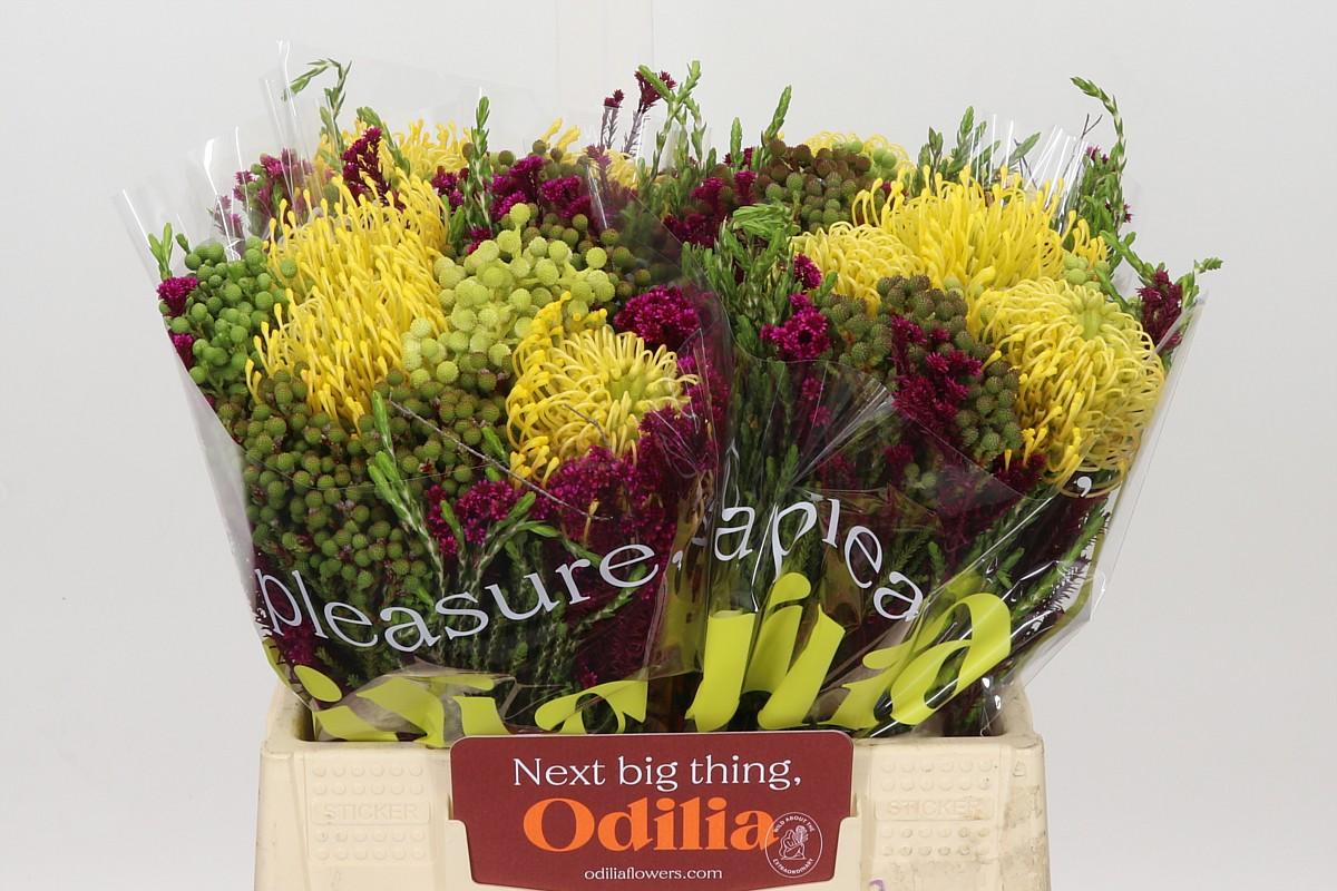 Bq Nutans High Gold 3 Flower