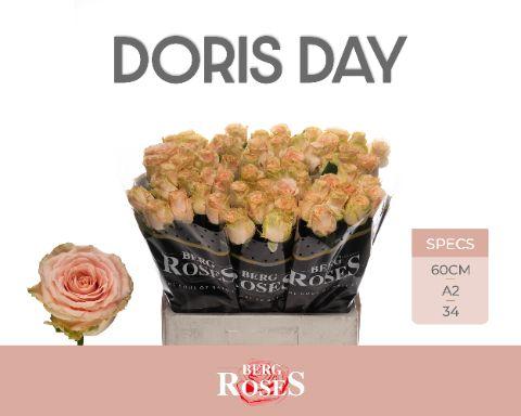Rosa Doris Day 60cm