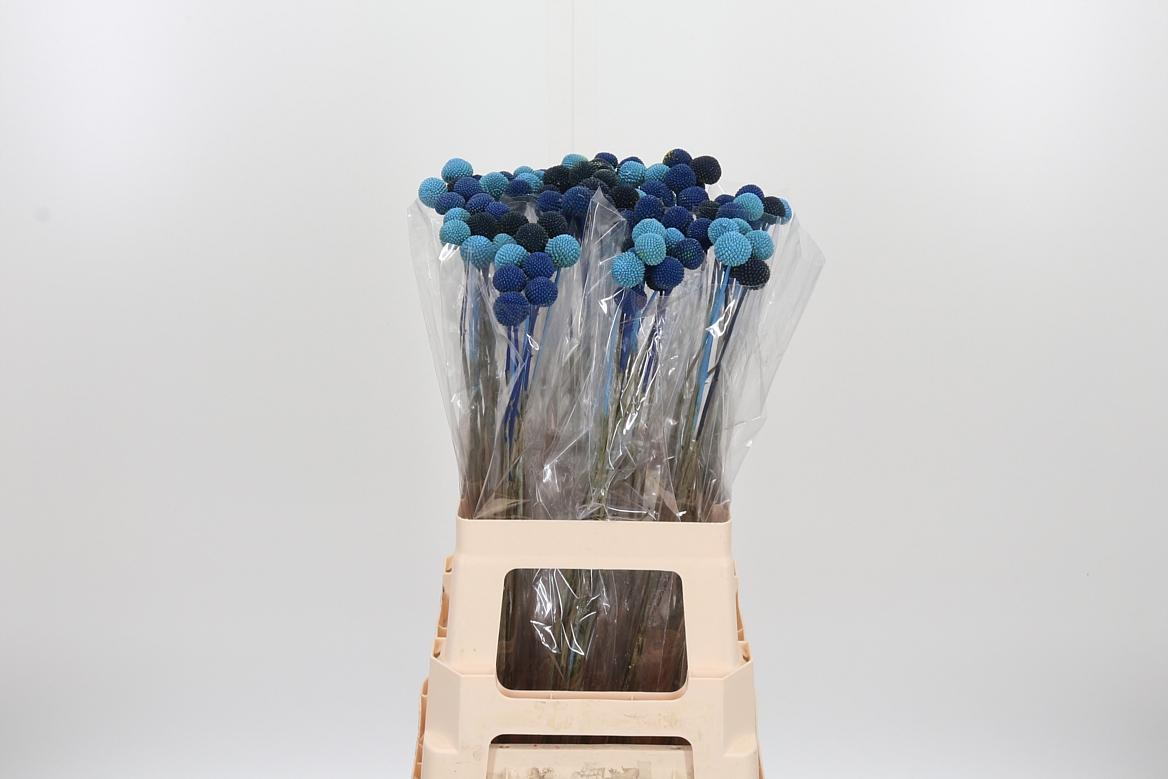 Craspedia Blue Mix