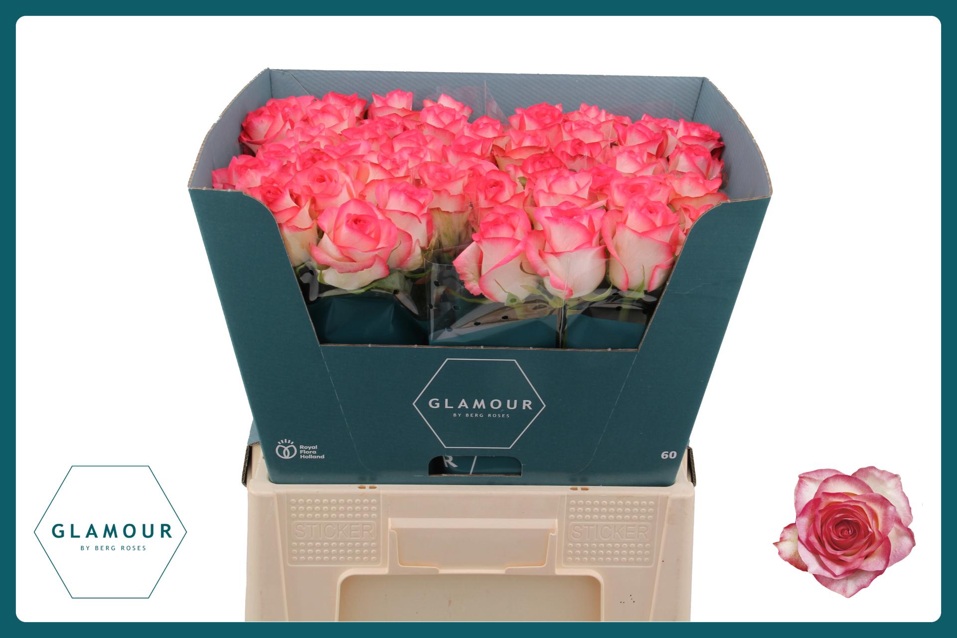 Rosa Jumilia 60cm