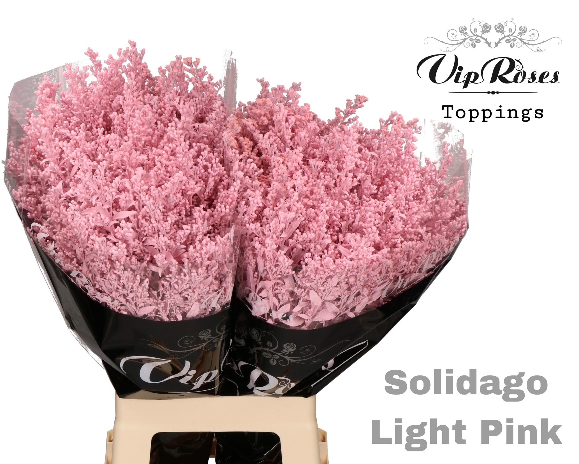 Solidago Light Pink