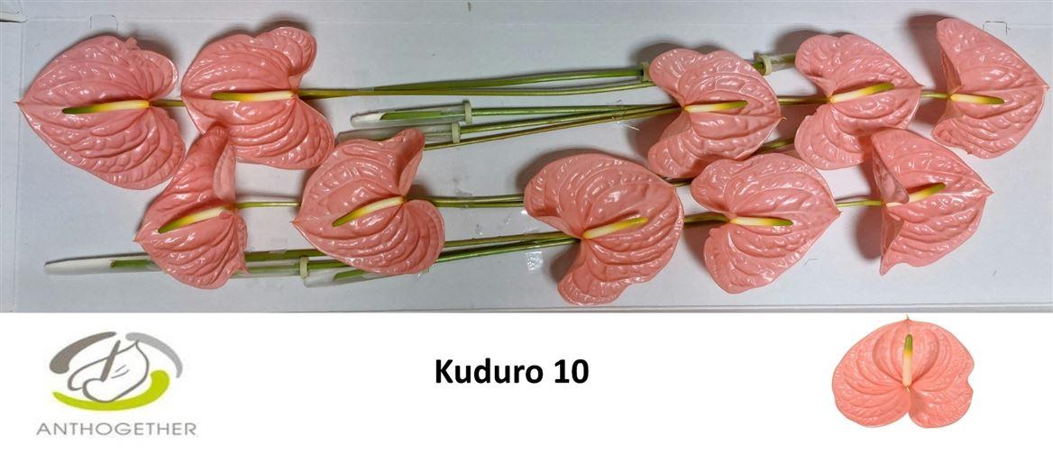 Anth A Kuduro