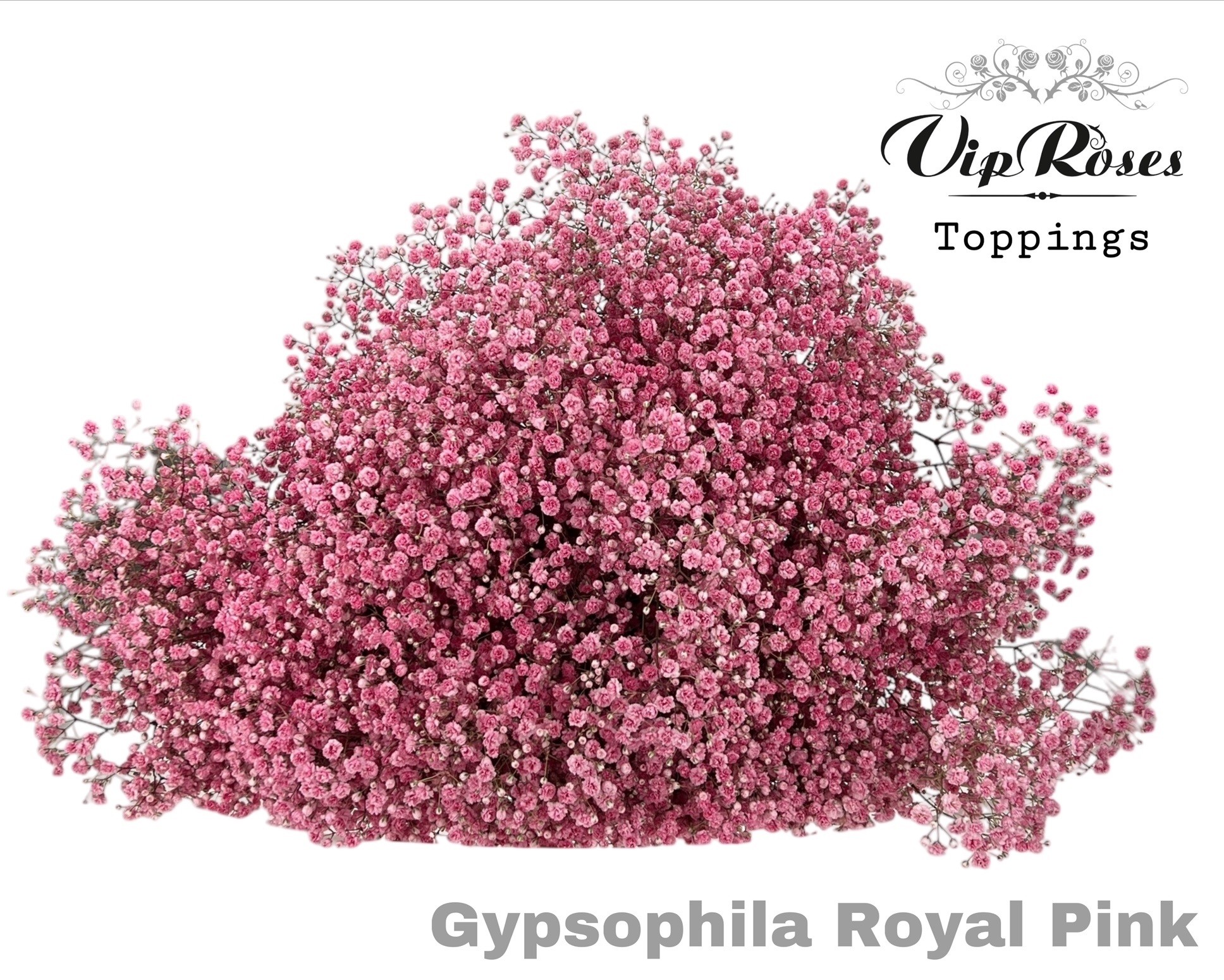 Gyps Pa Royal Pink 80 cm