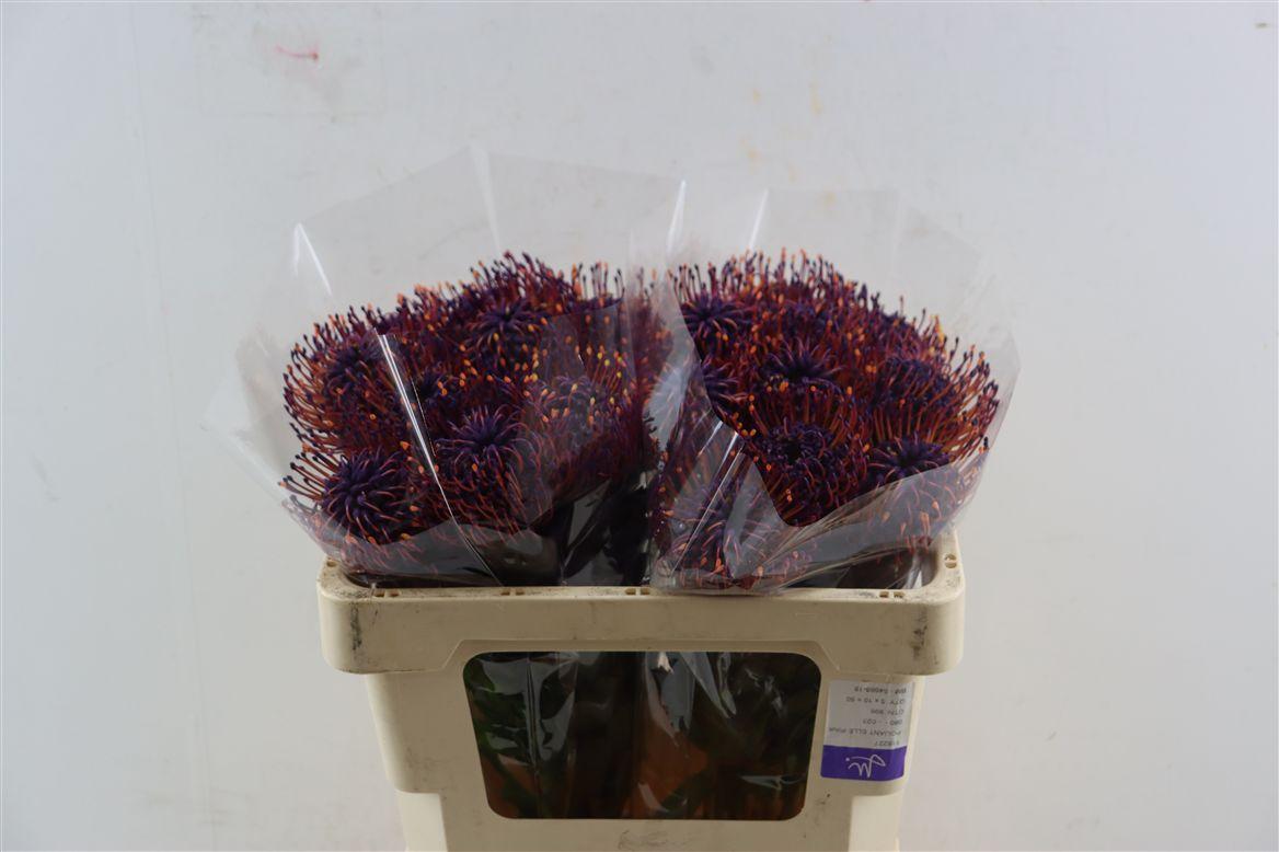 Leuco Klbh Aubergine