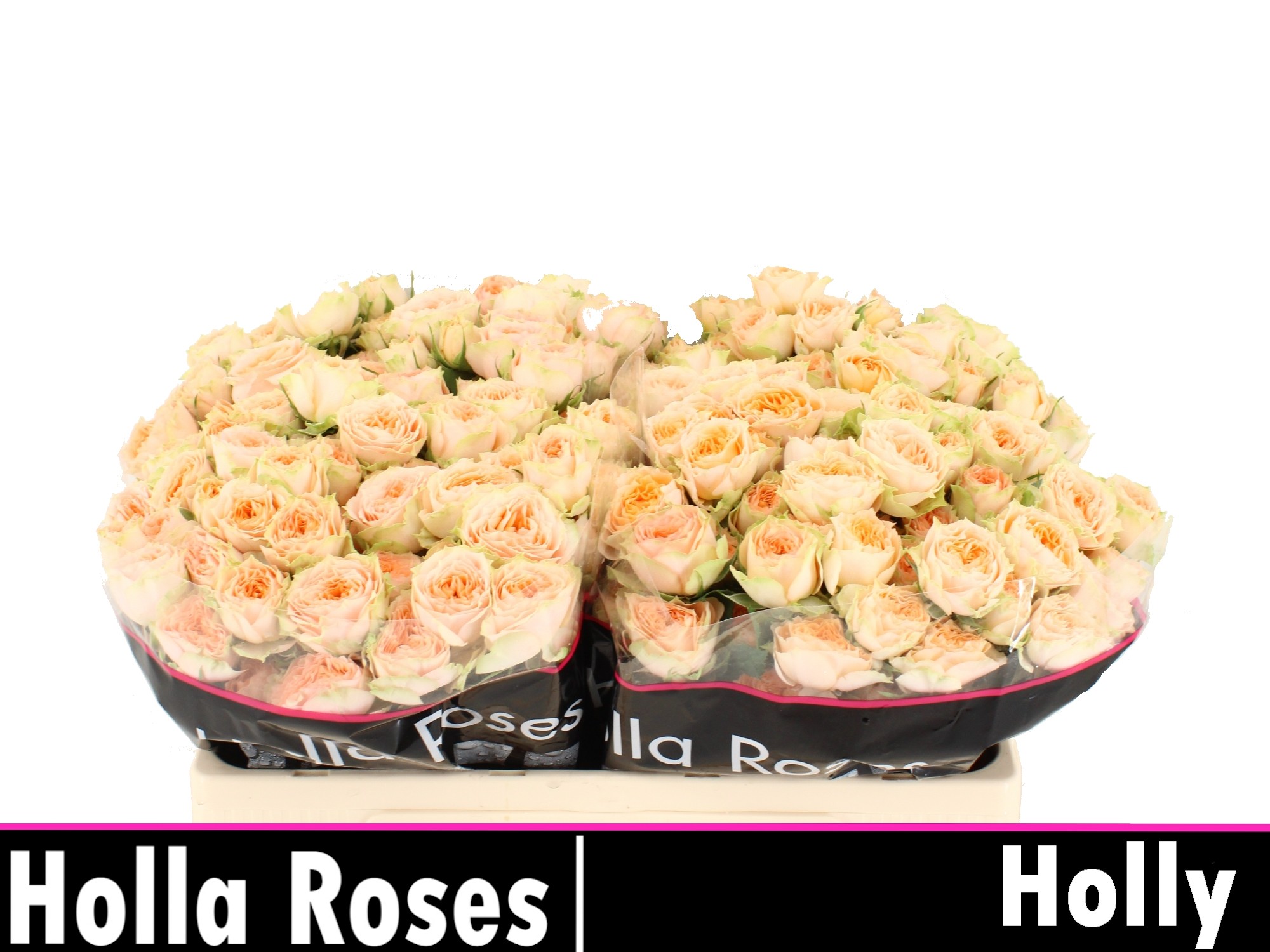 Rosa Spr Holly 50cm