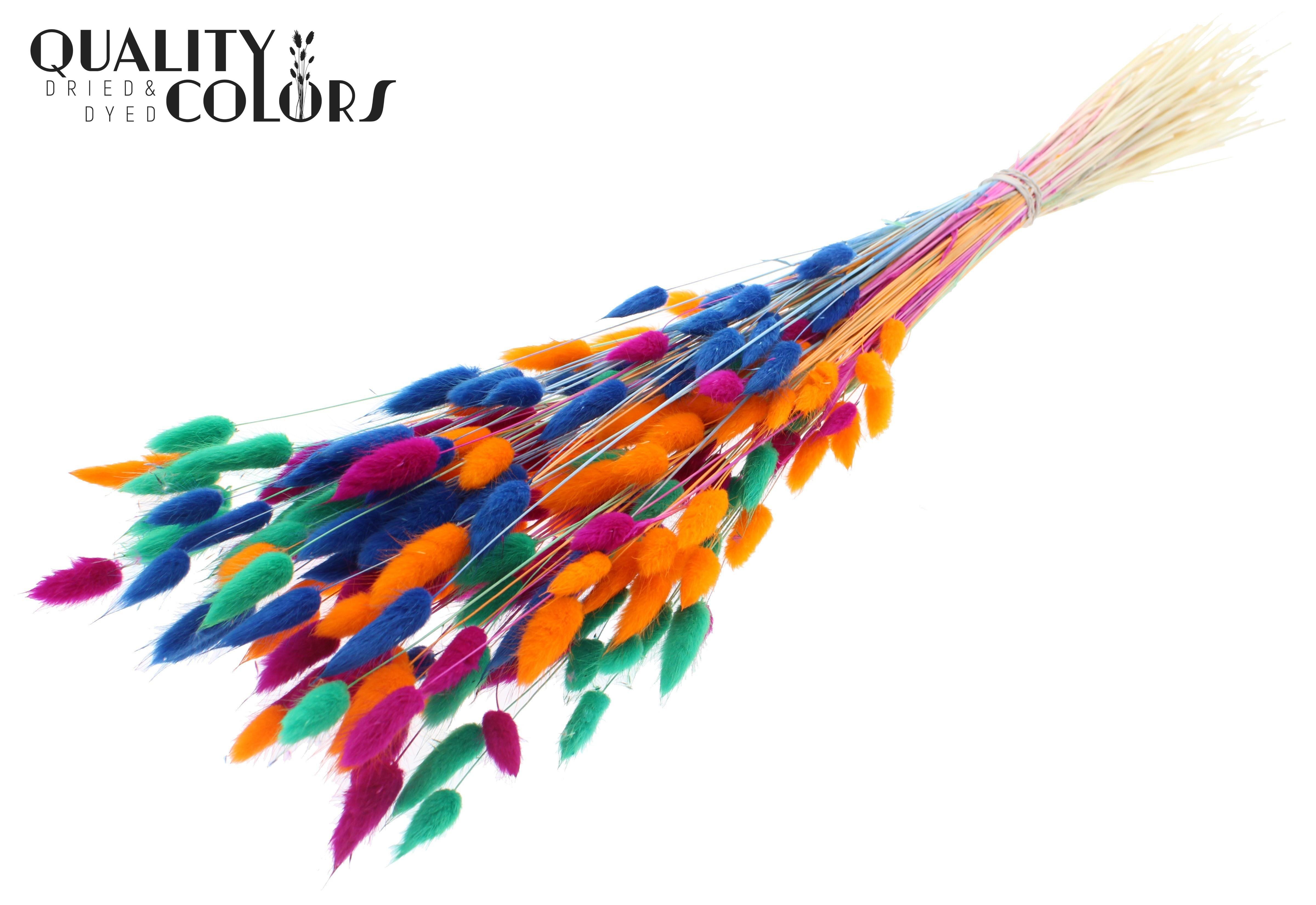 Lagurus Intense Neon Dusk Per Bunch 70cm