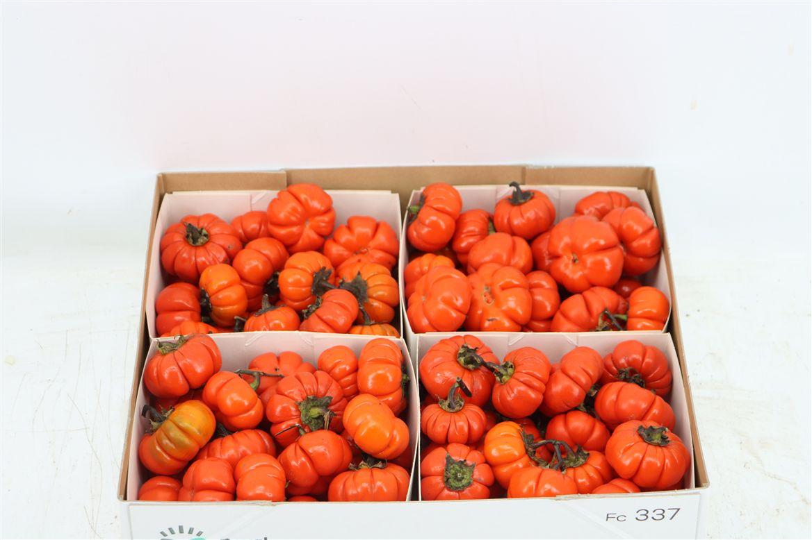 Sier Cuc Solanum X4