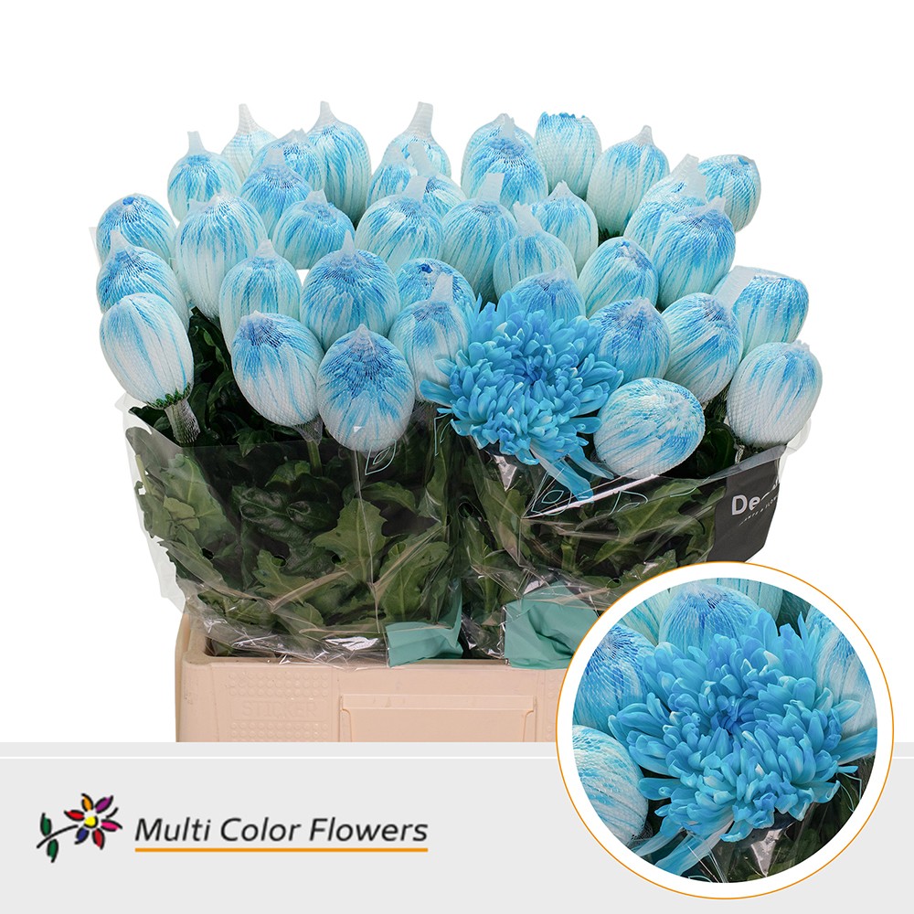 Chrysanth Single Painted Antonov Light Blue 70cm
