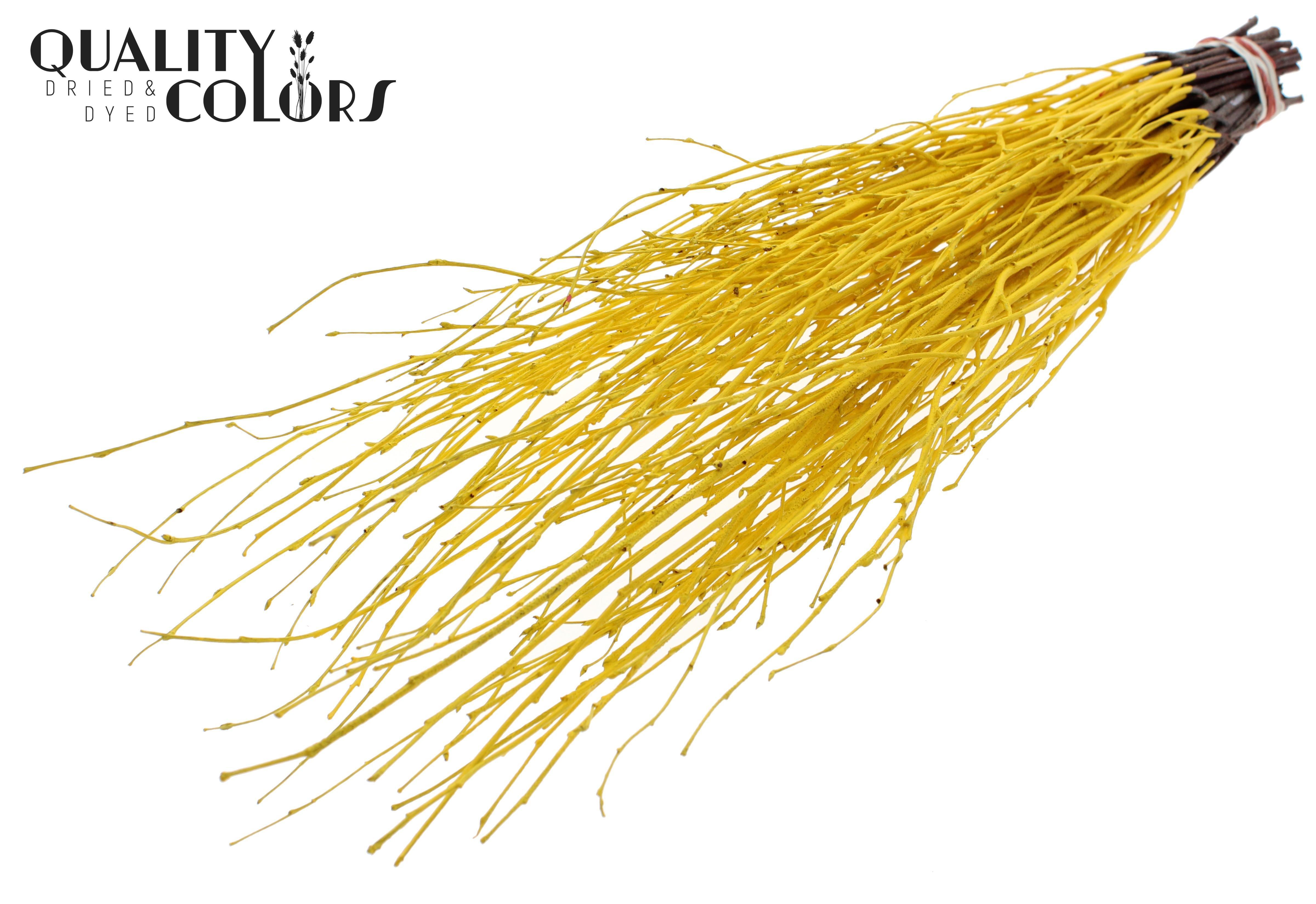 Betula Painted Yellow Per Bunch