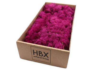 Moss Reindeer Moss 500gr Fuchsia